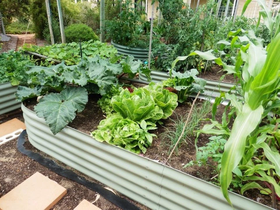 A raised garden bed with leafy green vegetables, including lettuce, kale, and corn, in a backyard garden.