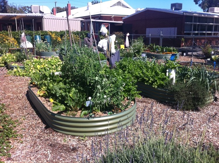 Vegetable garden with various plants in raised metal beds, surrounded by gravel, and a residential building in the background.