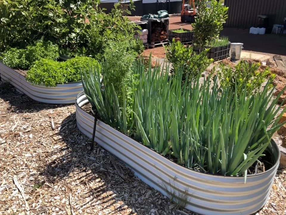 Raised garden beds filled with green leafy vegetables and herbs in a backyard garden, with mulch on the ground.
