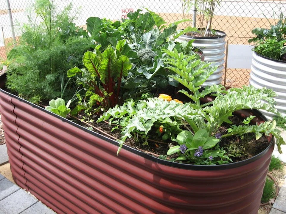 A large outdoor raised garden beds with various vegetable and herb plants, including broccoli, lettuce, and herbs, with a garden fence in the background.