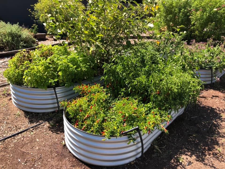 Raised metal garden beds filled with various green plants and herbs in a sunny outdoor garden.