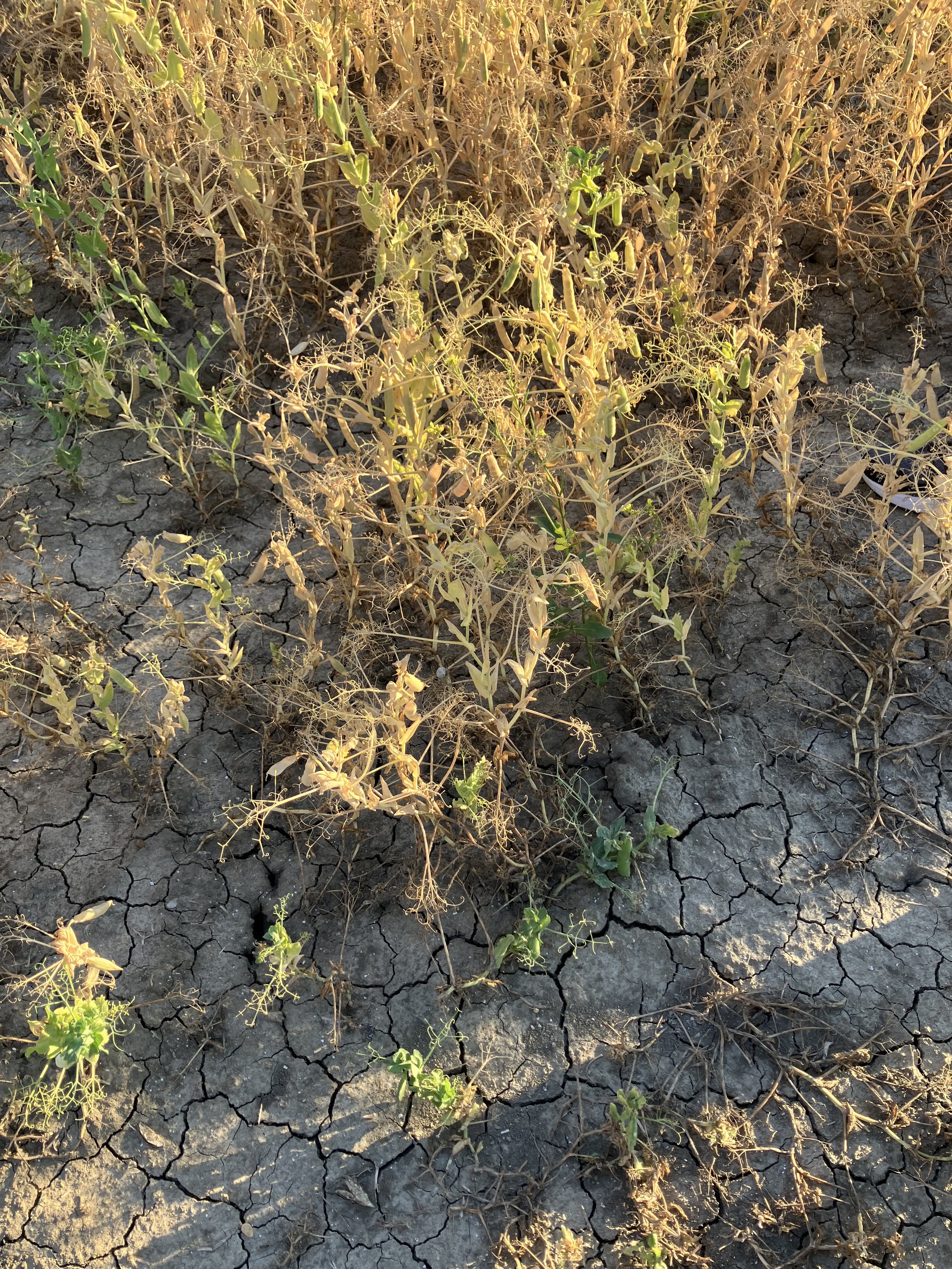 Crop suffering from drought and water scarcity, highlighting the need for improved water efficiency in agriculture.