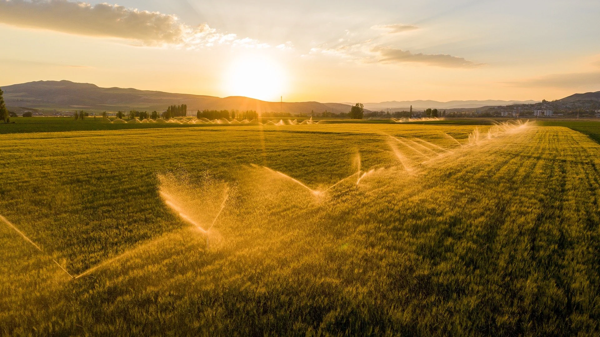 Irrigated crop field demonstrating the need for improved water management and water-use efficiency in agriculture.