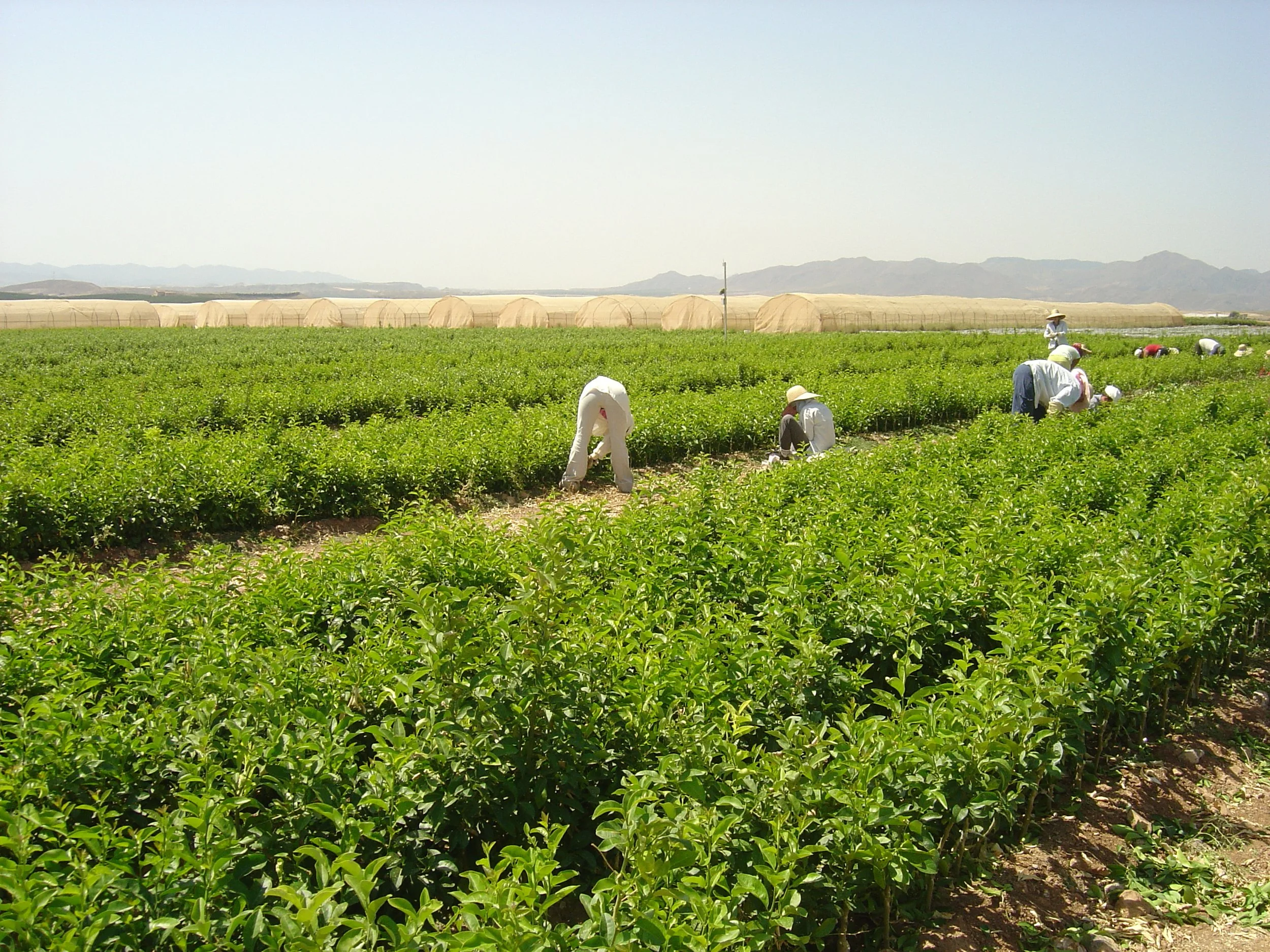 Campo coltivato con operatori agricoli e serre sullo sfondo, a rappresentare il supporto tecnico di EF Polymer per definire dosaggi e modalità di applicazione in funzione delle diverse colture e condizioni di coltivazione.