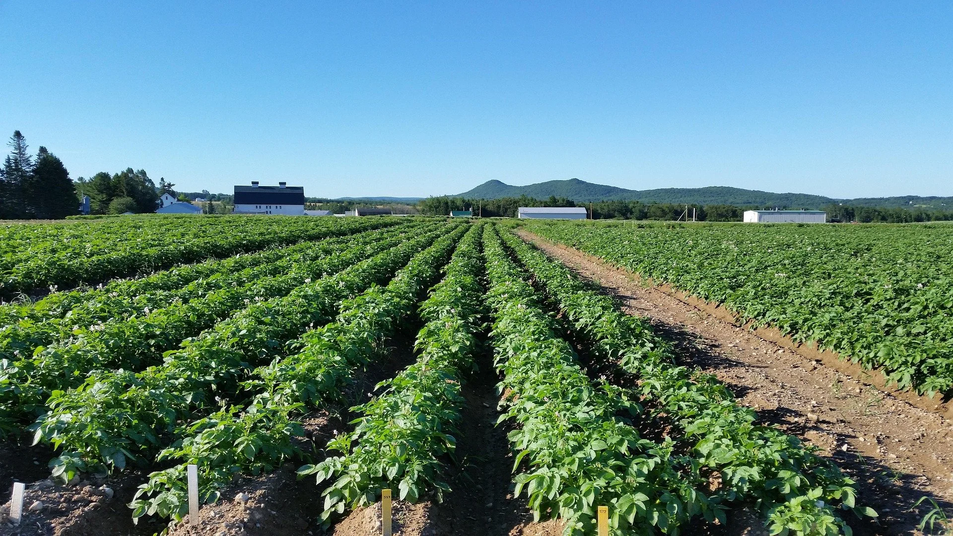 Coltivazione di patate con EF Polymer per favorire lo sviluppo dei tuberi e mantenere la produttività in condizioni di limitata disponibilità idrica.