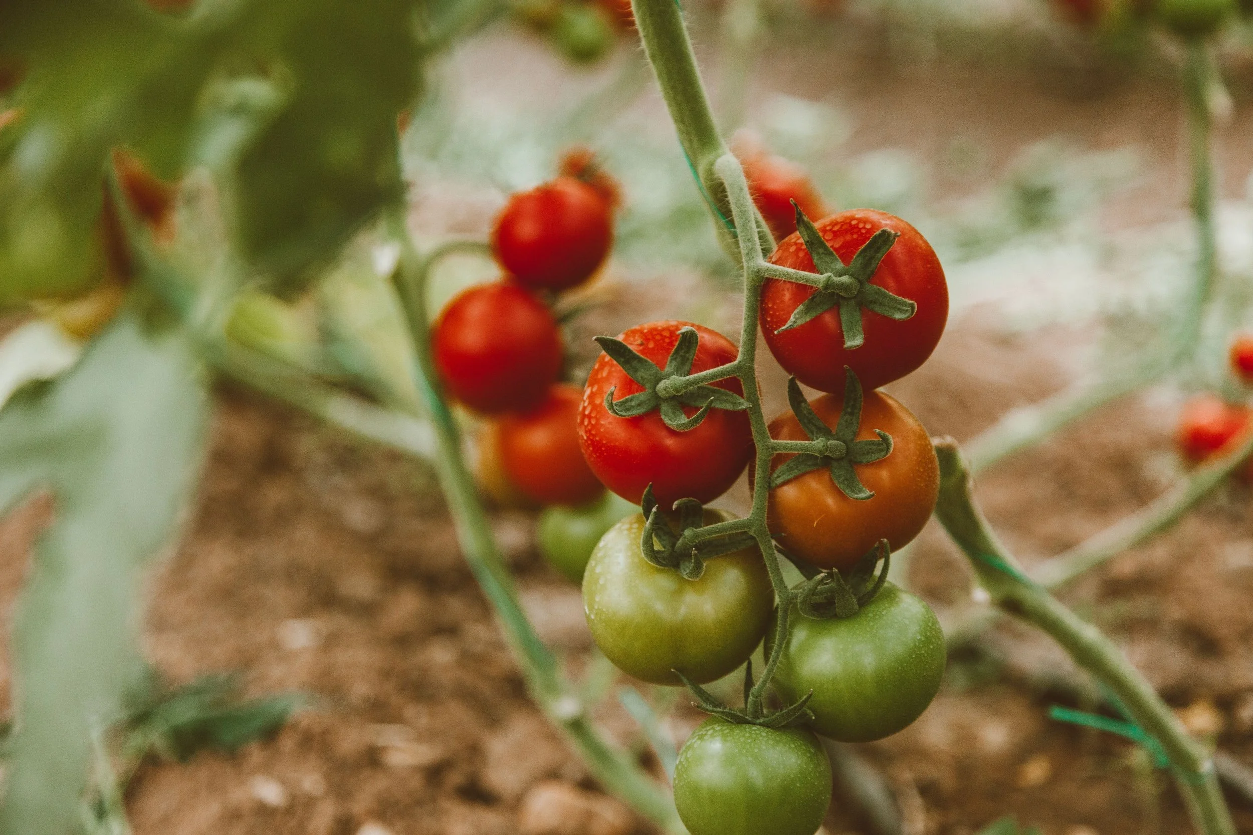 Coltivazione di pomodoro con EF Polymer per migliorare la disponibilità idrica e ridurre lo stress durante l'ingrossamento dei frutti.
