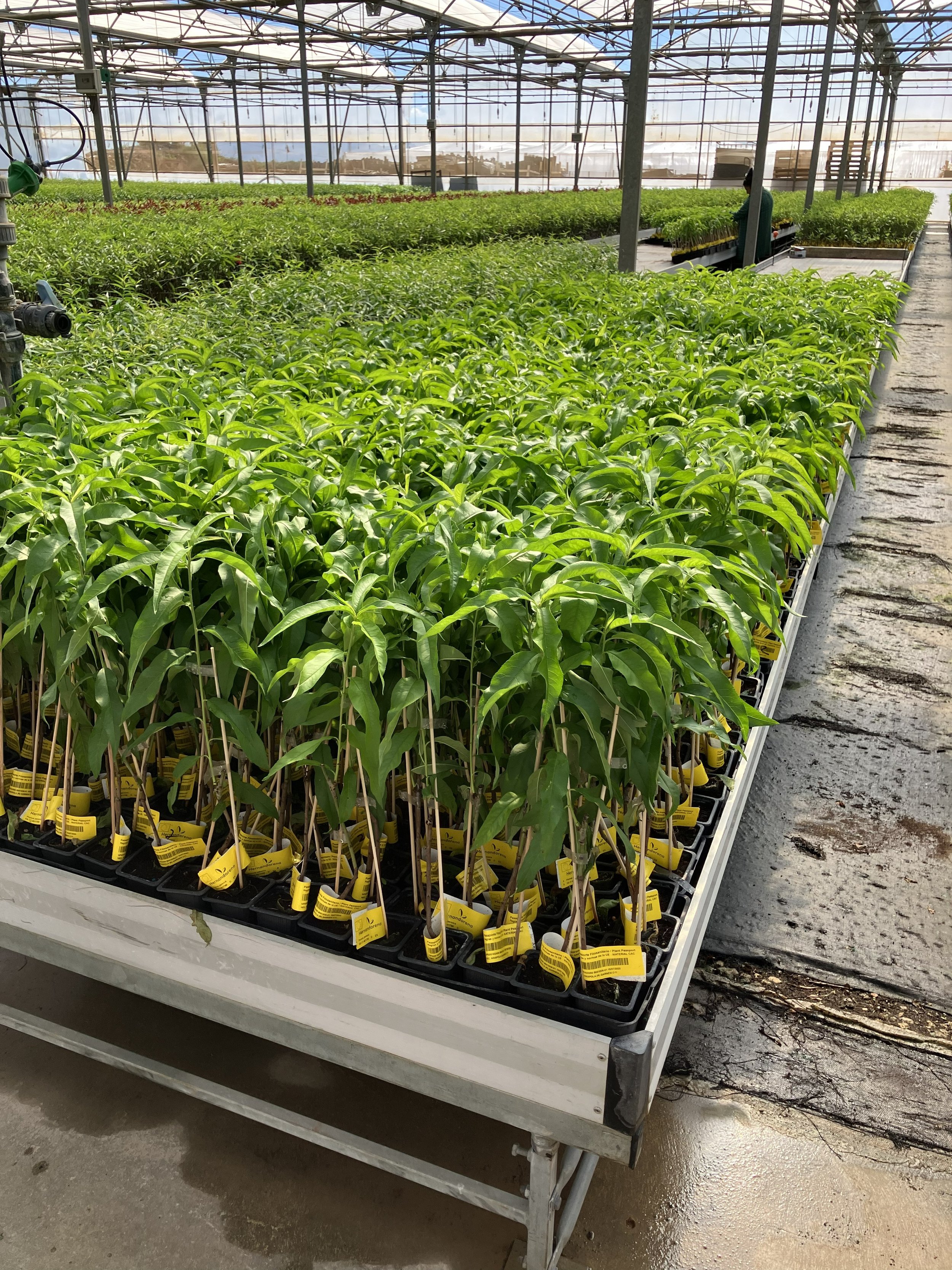 Young fruit trees growing in a commercial nursery greenhouse, reflecting Japan Concept's introduction of innovative Japanese agricultural technologies to Europe.