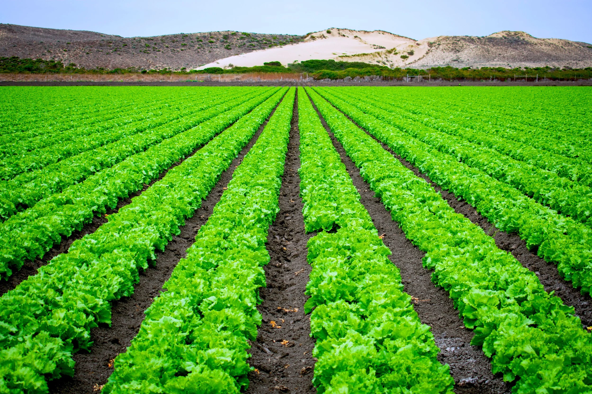 Produzione di insalate e ortaggi a foglia con una migliore gestione dell'umidità del terreno grazie a EF Polymer.