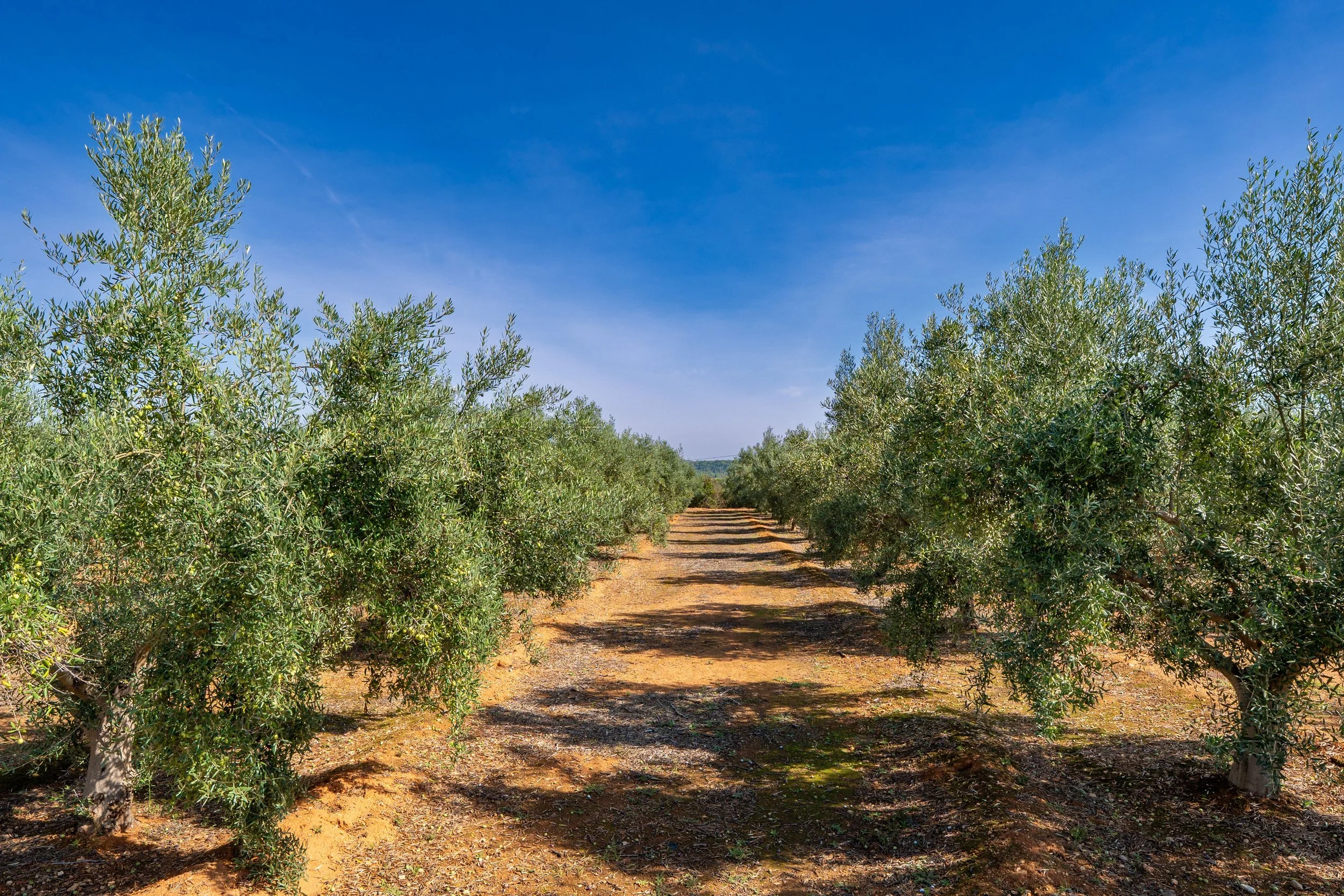 Frutteti e vigneti con EF Polymer per migliorare la disponibilità di acqua e nutrienti e aumentare la resistenza alla siccità.