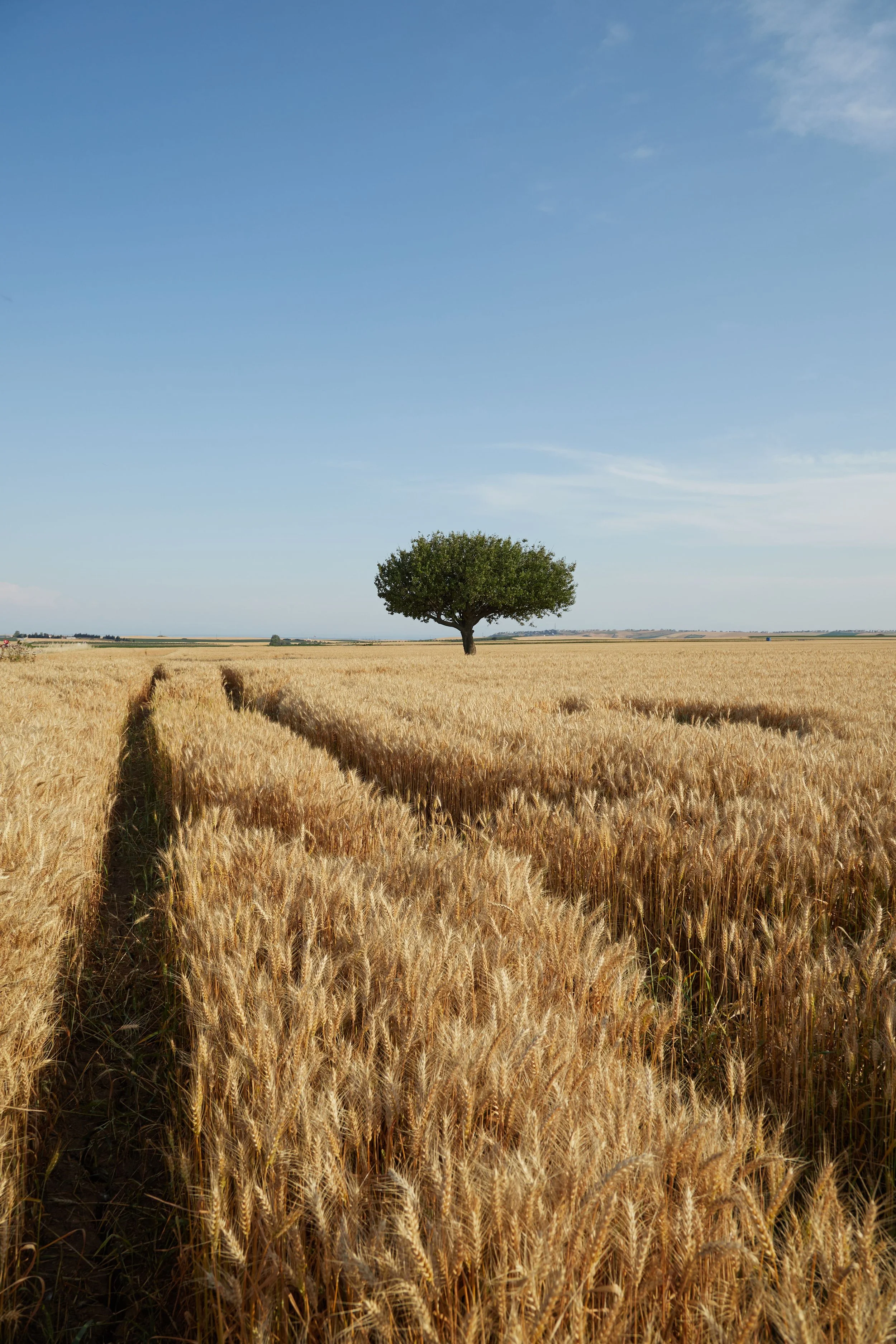 Colture estensive di cereali e mais con una maggiore efficienza dell'acqua e dei nutrienti nella zona radicale.