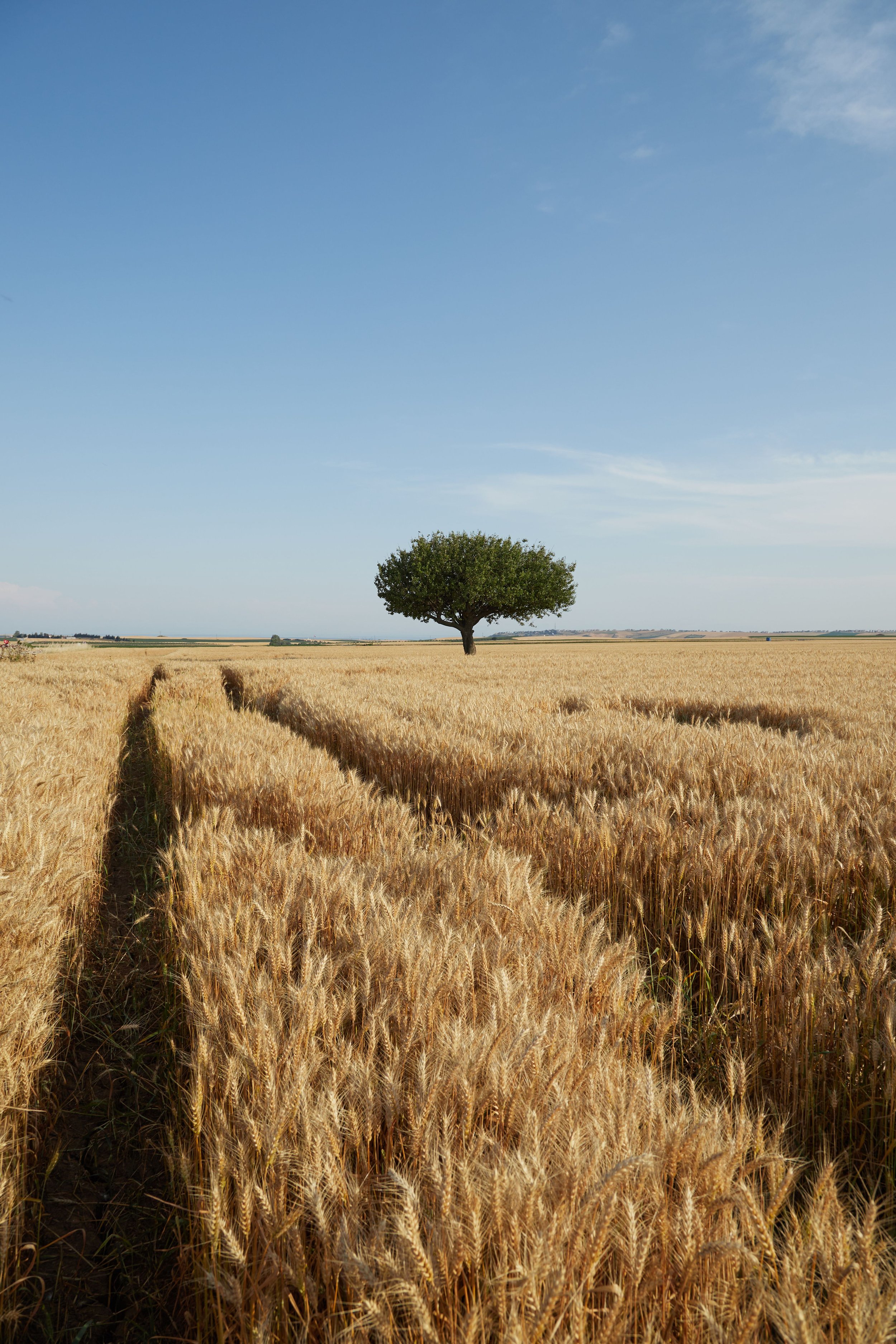 wheat benefiting from improved water and nutrient efficiency with EF Polymer.