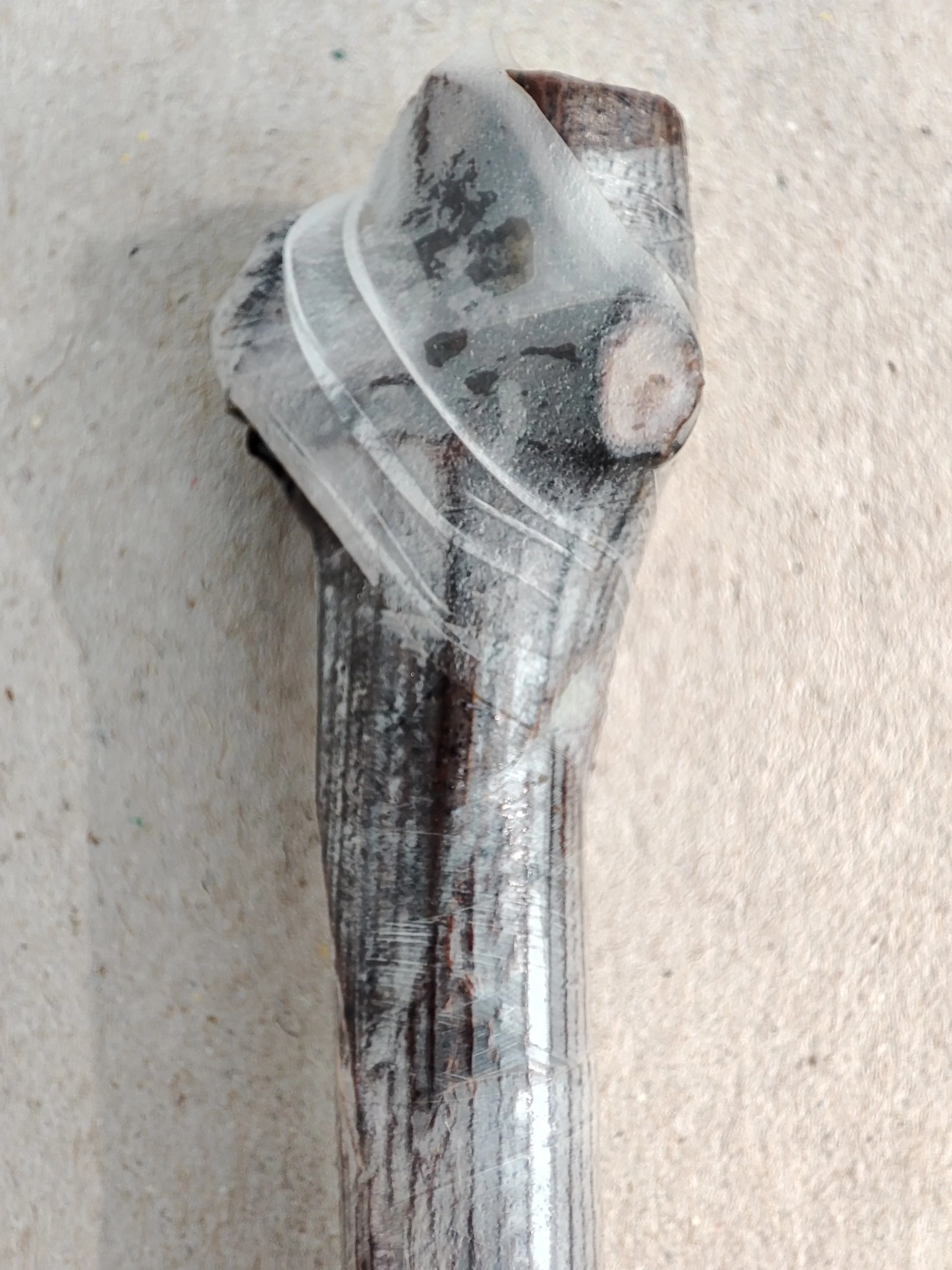 Buddy Tape biodegradable grafting tape applied to a grapevine by a commercial nursery following grafting.