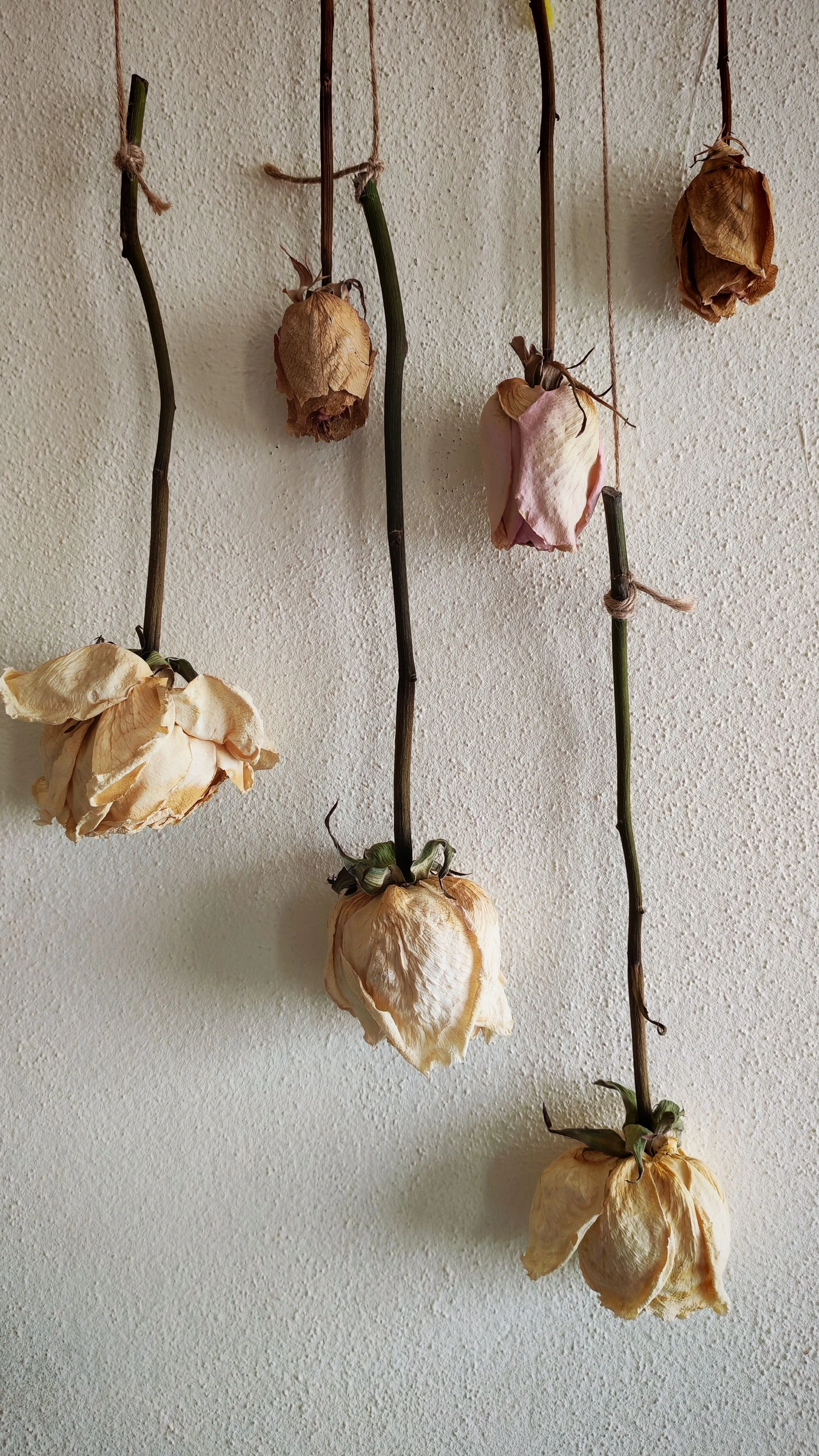 Dried roses hanging upside down on thin twigs against a textured white wall.