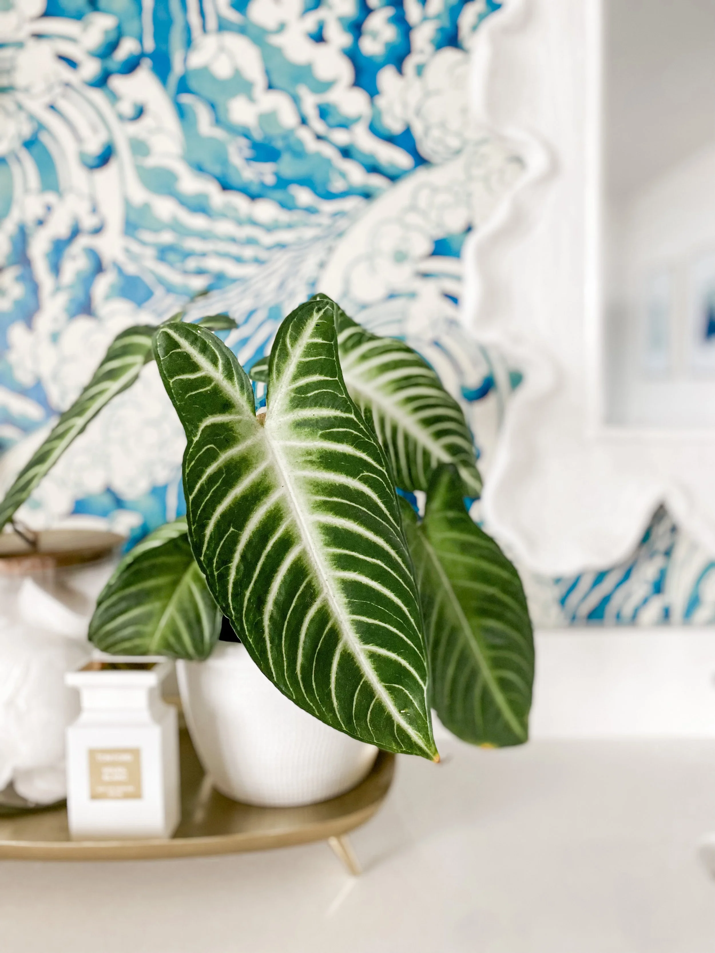 Indoor plant with large green and white veined leaves in a white pot, placed on a beige tray with a white price tag, in front of a blue and white patterned fabric backdrop.