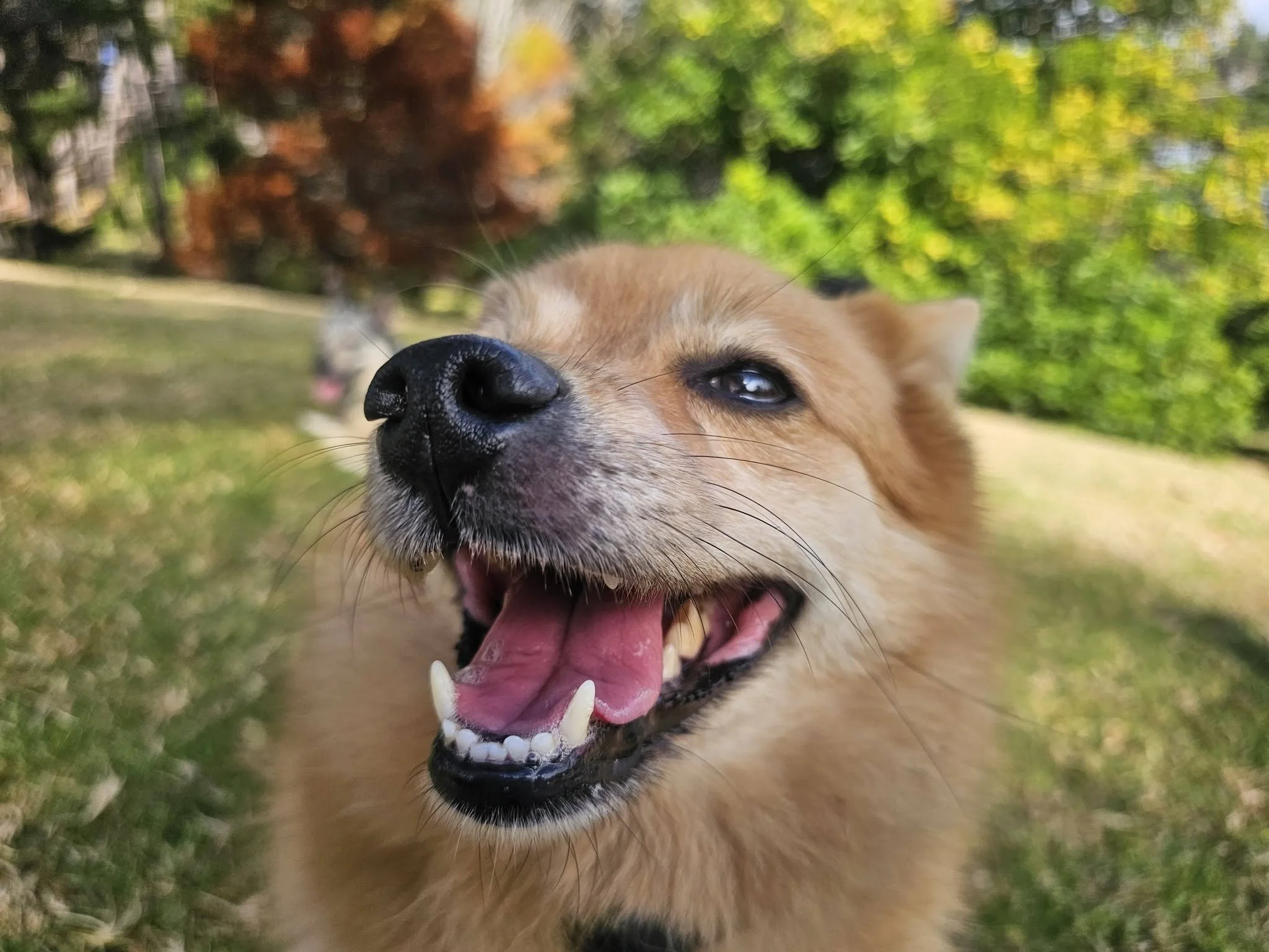 A close-up of a happy, tan-colored dog with a black nose, open mouth, and tongue out, outdoors in a grassy area with trees and foliage in the background.