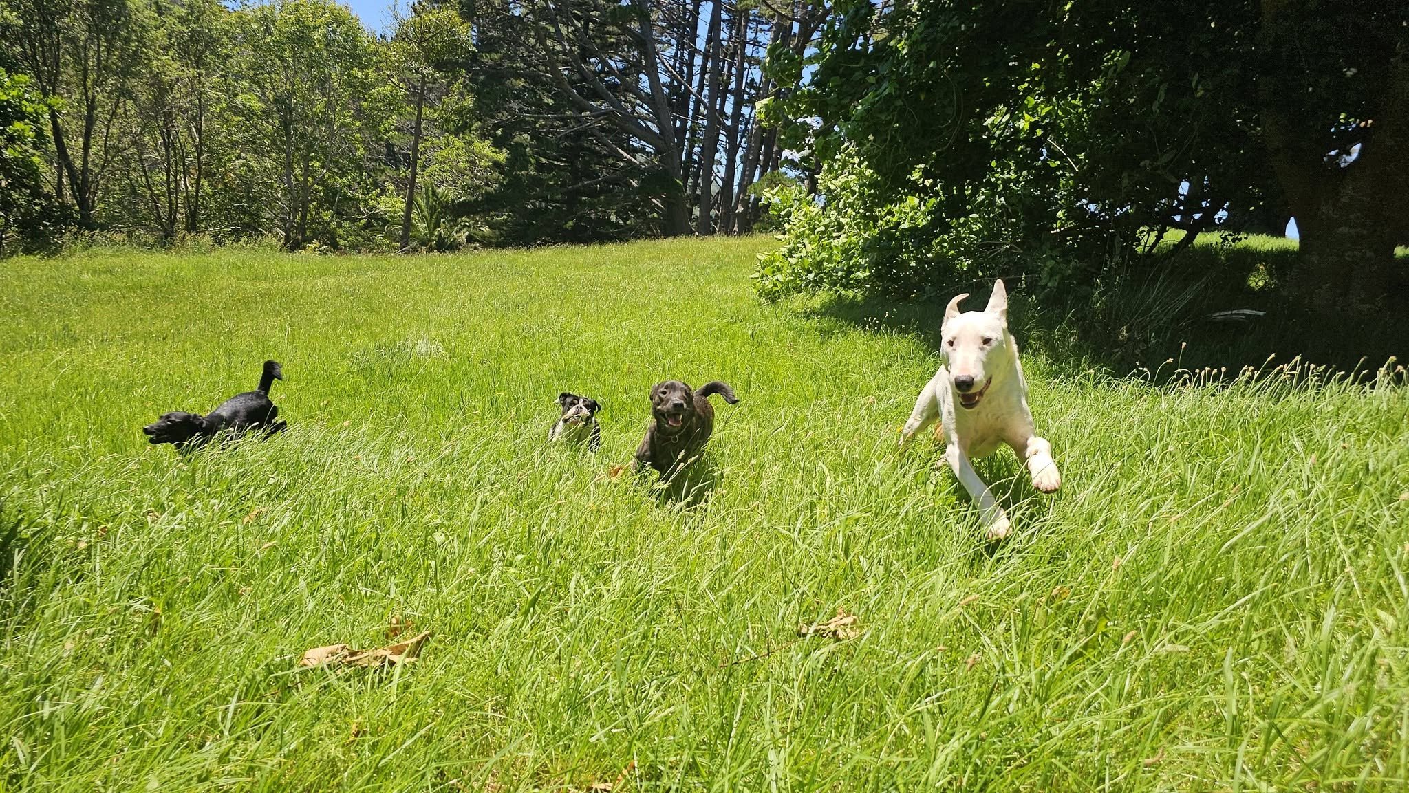 Four dogs, two small black puppies, one small gray puppy, and one larger white dog, running through a lush green grassy field under a clear blue sky, with trees in the background.
