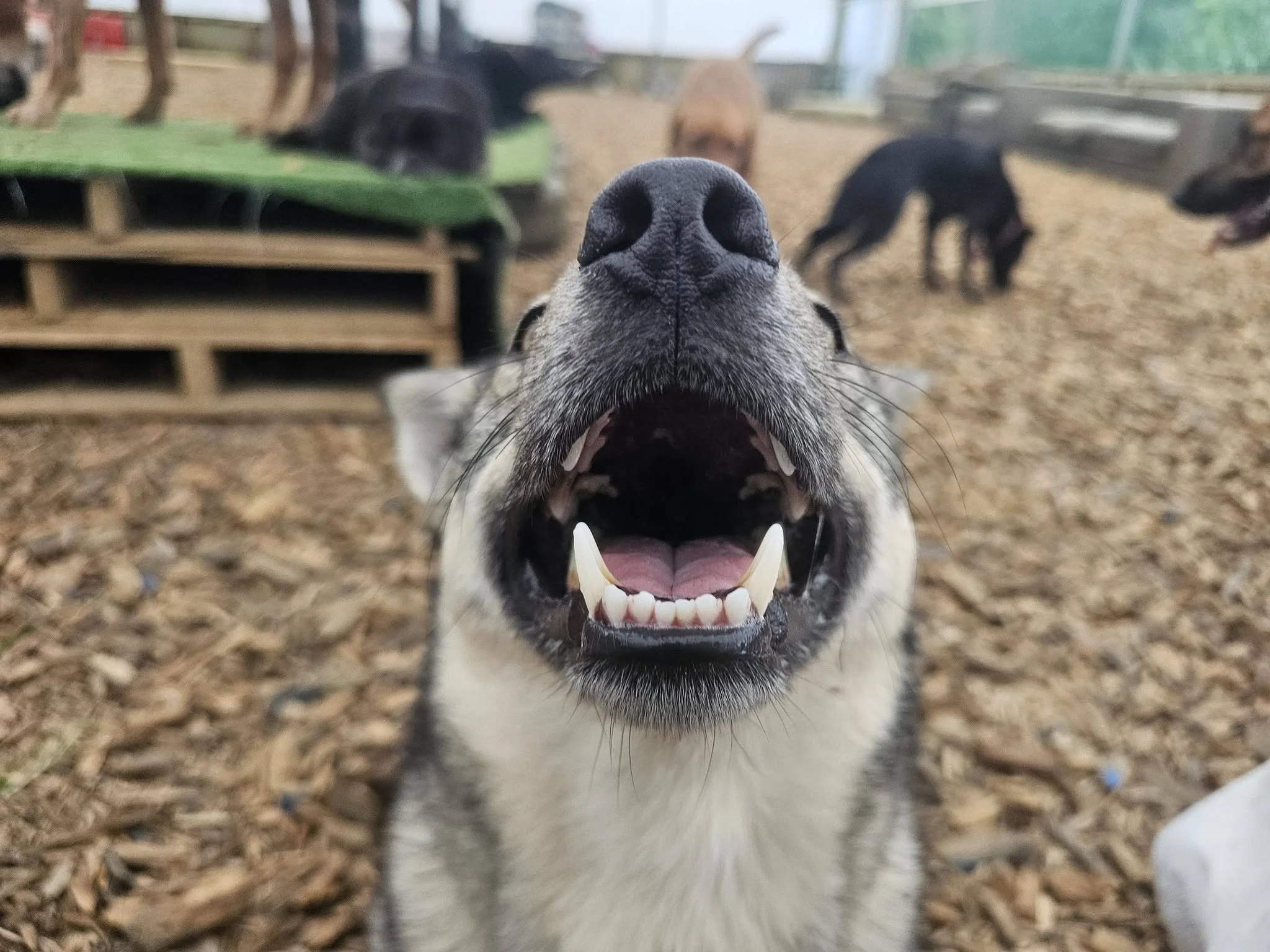 Close-up of a dog's nose and open mouth with visible teeth, with other dogs in the background inside a dog daycare or kennel area.