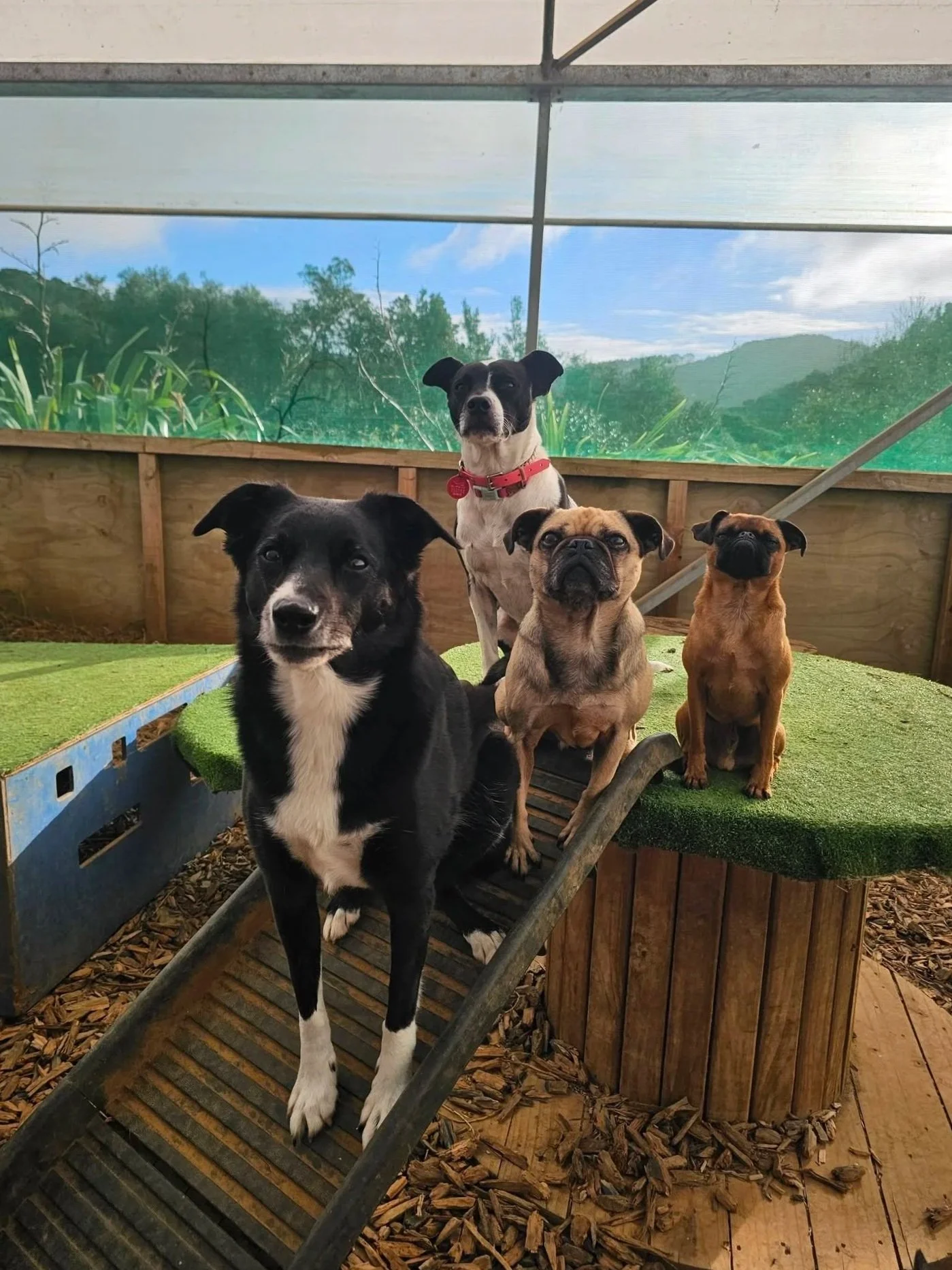 Four dogs on a wooden ramp inside a dog run with a green landscape background.