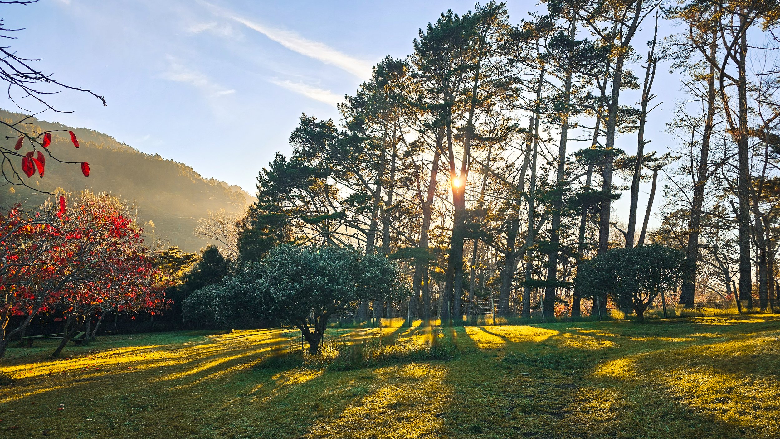 Sunlight filters through tall pine trees in a park, casting shadows on the grassy ground with some trees and mountain in the background.