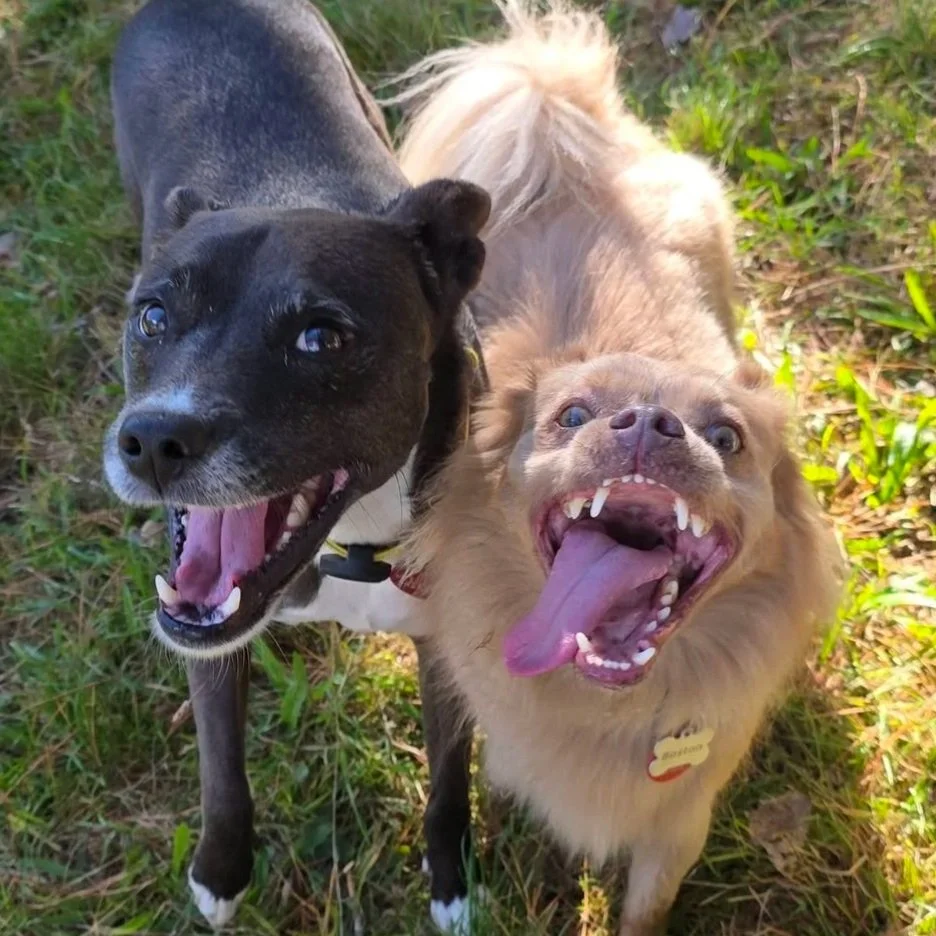 Two dogs, one black and white and one tan, are standing on grass and looking up with open mouths.