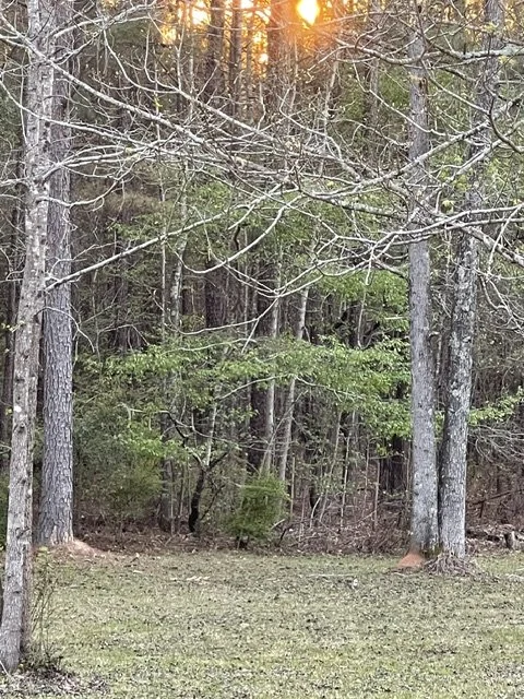 Sunset over a wooded forest with trees and grass in the foreground.
