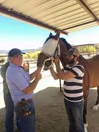 Dr. Tryon working on a horse