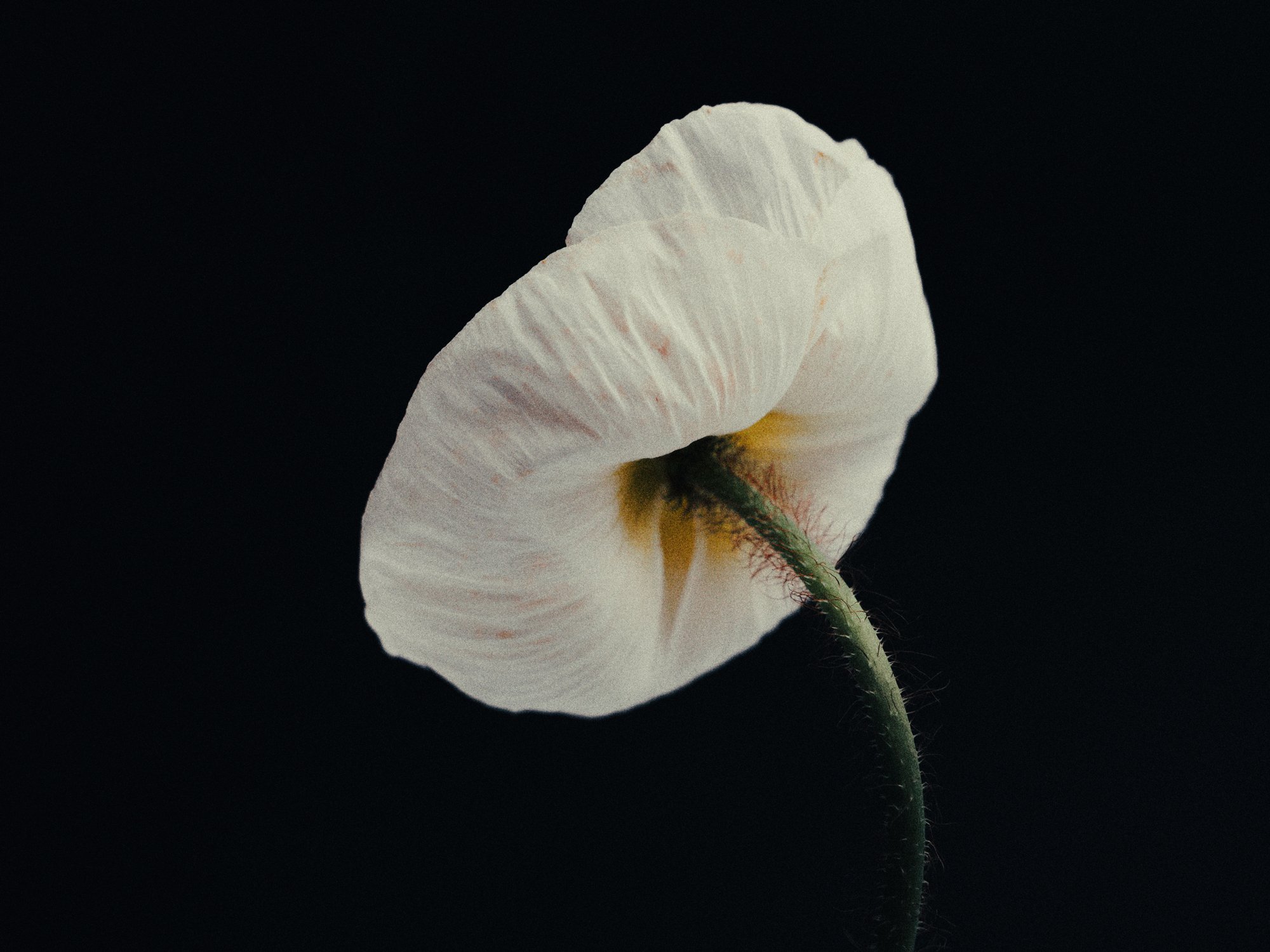 Close-up of a white flower with thin petals and a green stem against a black background.