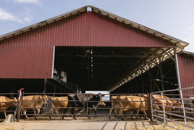 Cows walking past the dairy barn at the Mensonides family dairy farm in Enumclaw WA
