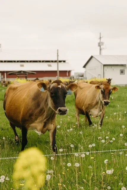 jersey cows outside a red barn in a field of dandelions