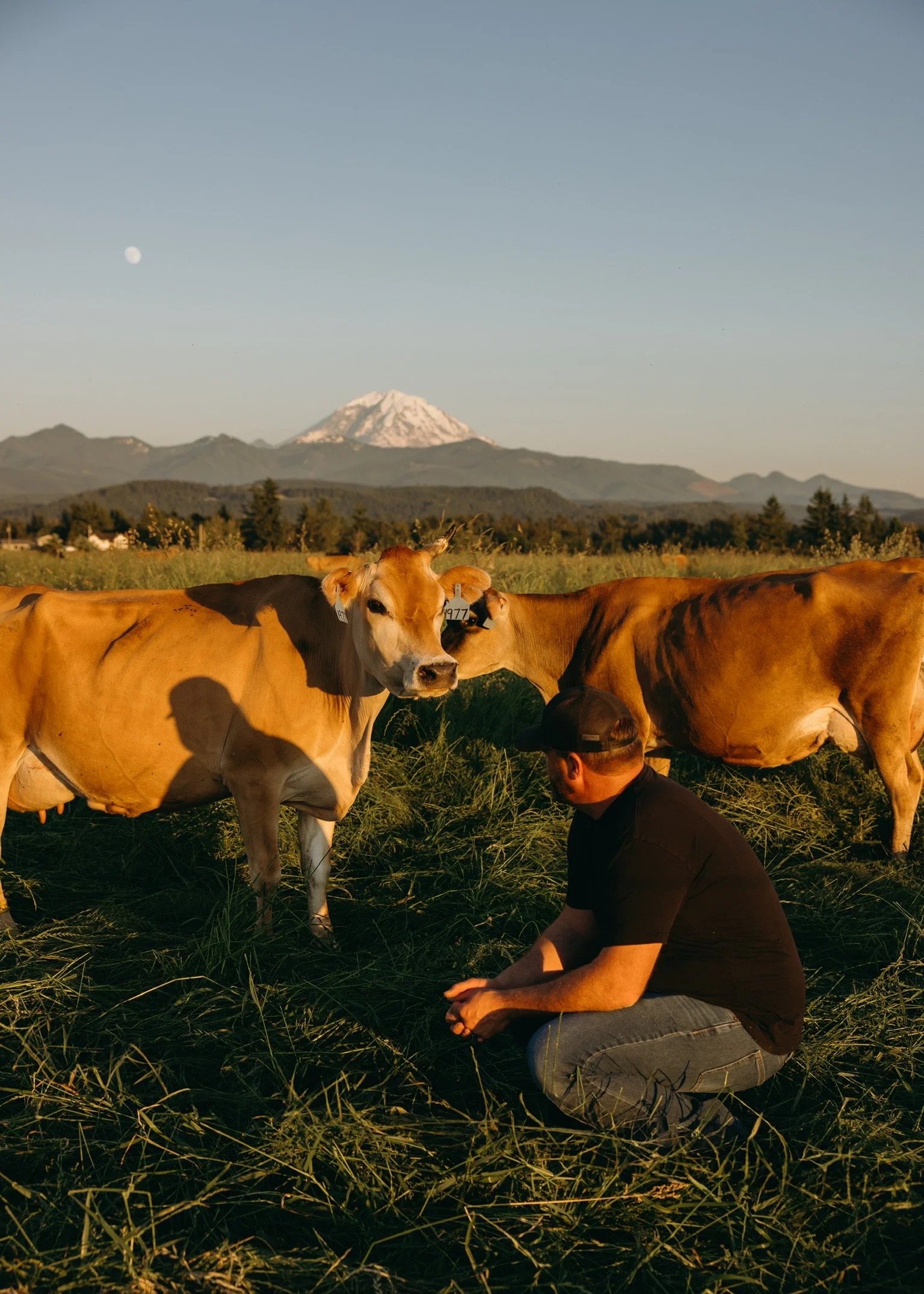Ryan Mensonides examining the grass his cows are consuming, with Mt Tahoma (Rainier) in the background