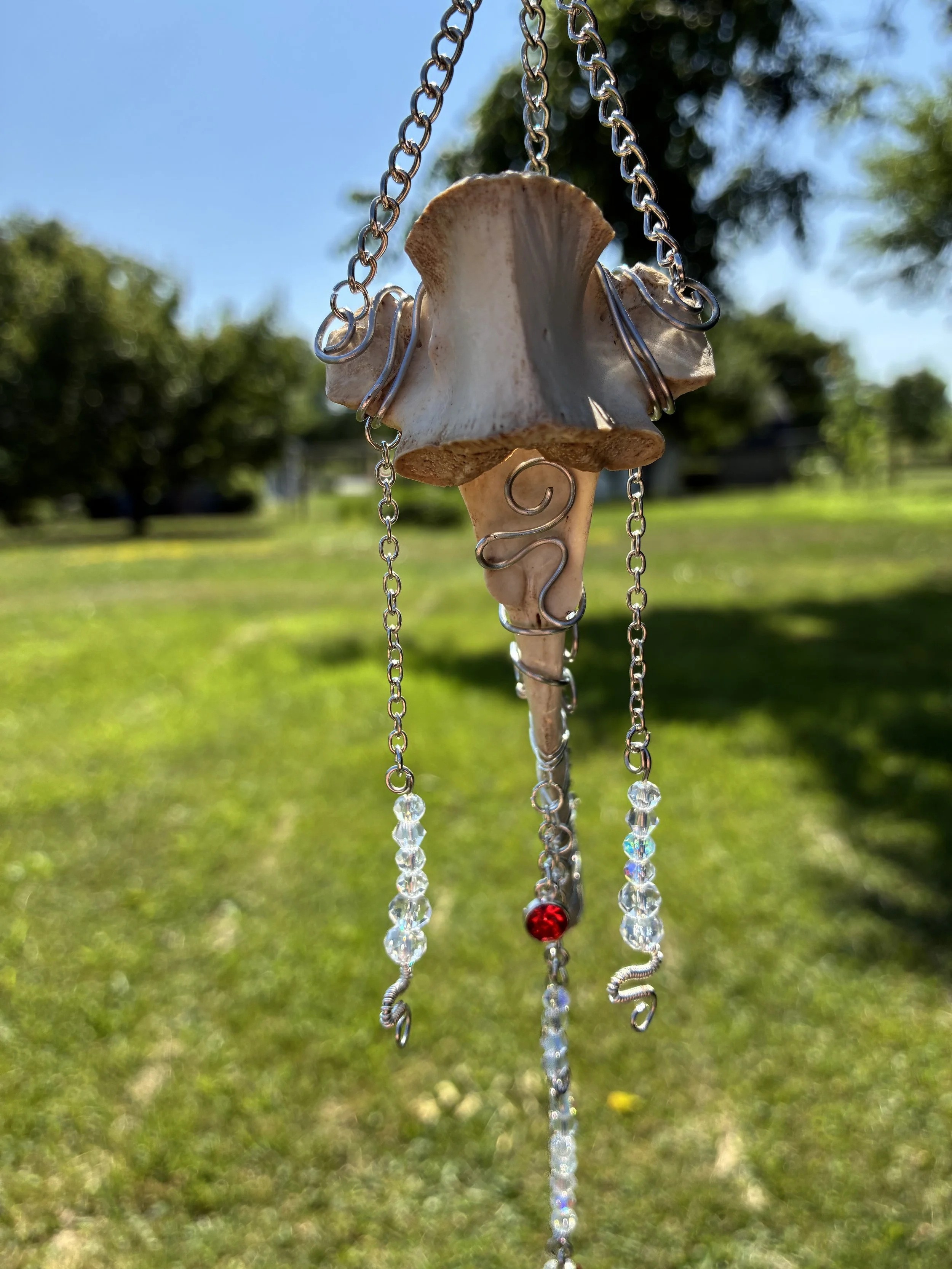 The Bleeding Vertebra