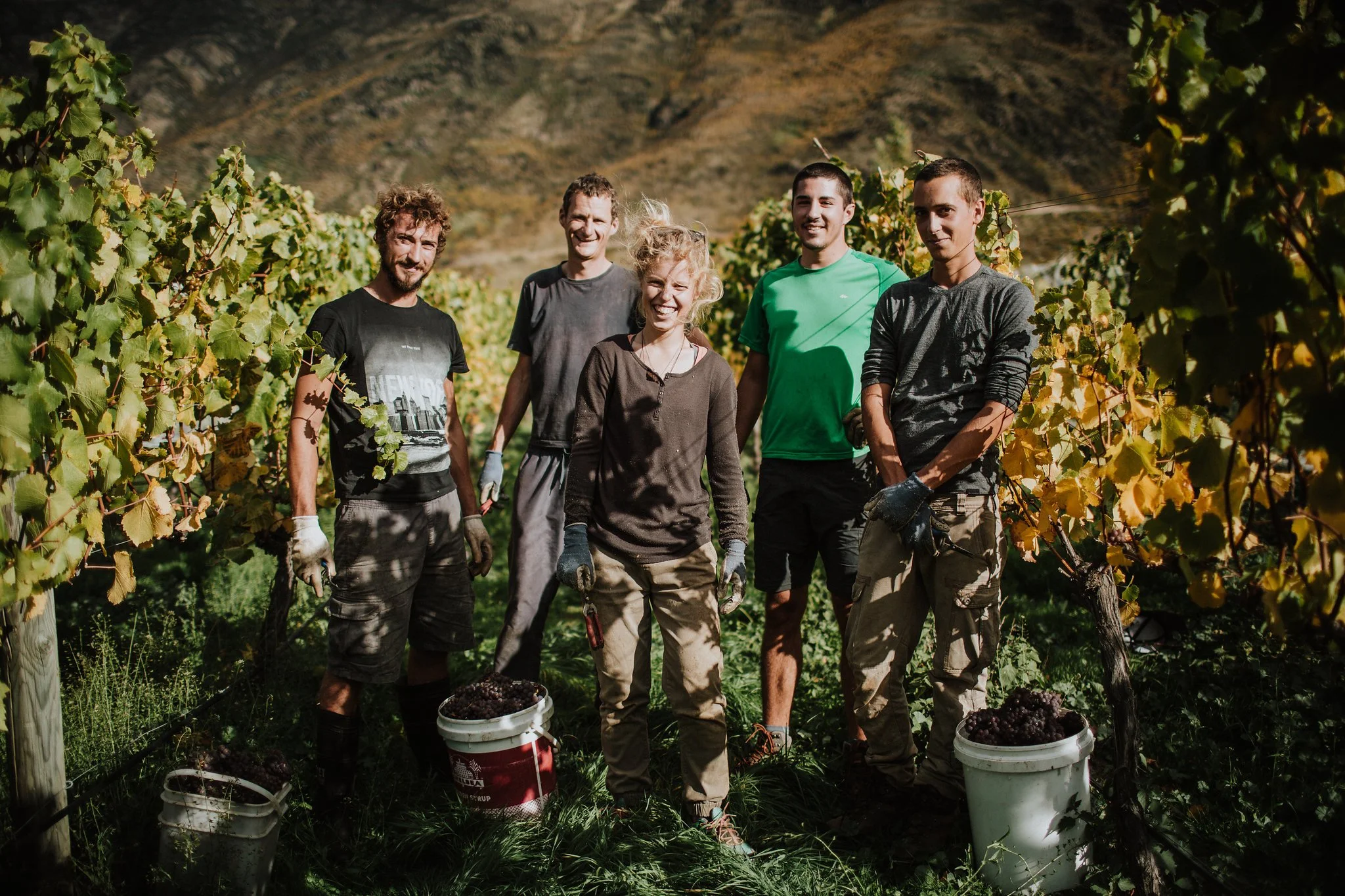 Group of vineyard workers standing together during harvest with buckets of grapes.