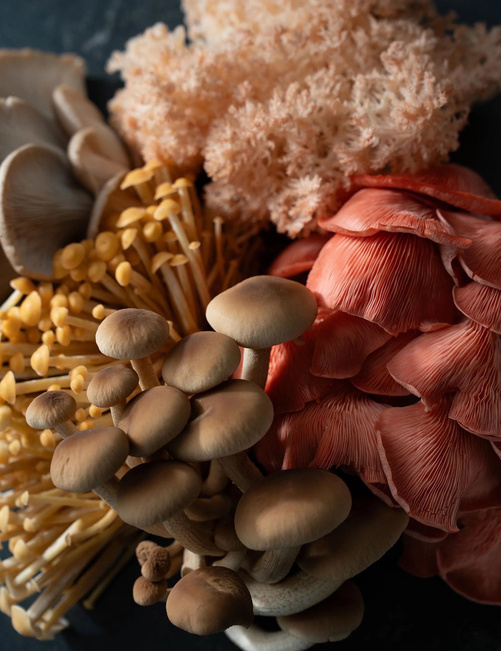 Assorted mushrooms arranged with textured ingredients for a cookbook still life.