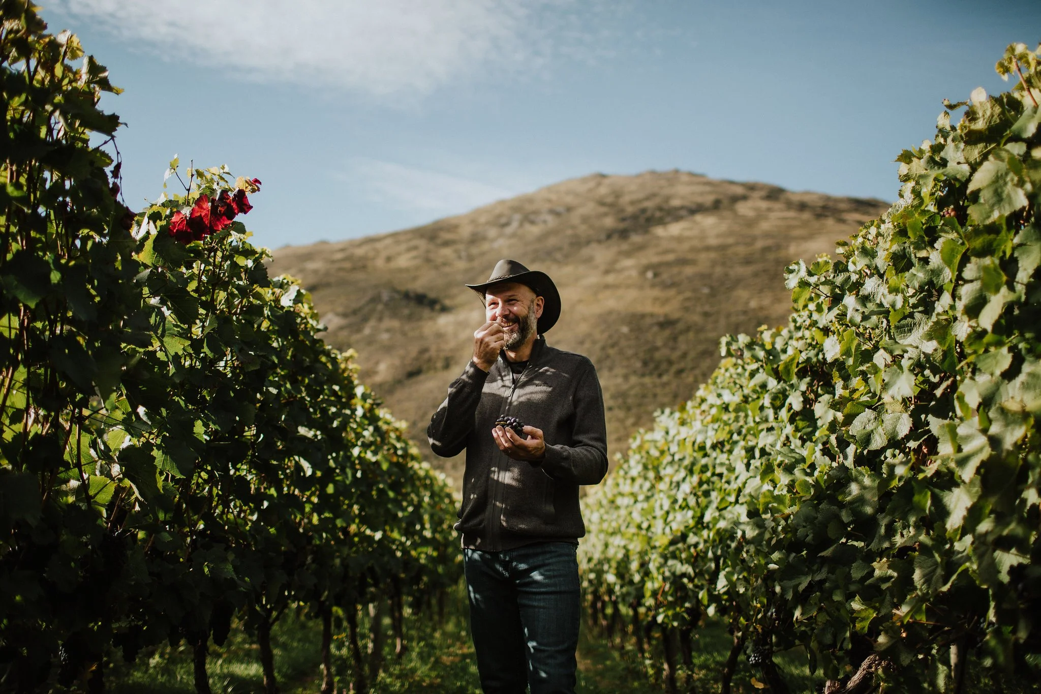 Vineyard worker holding secateurs among grapevines on a sunny hillside.