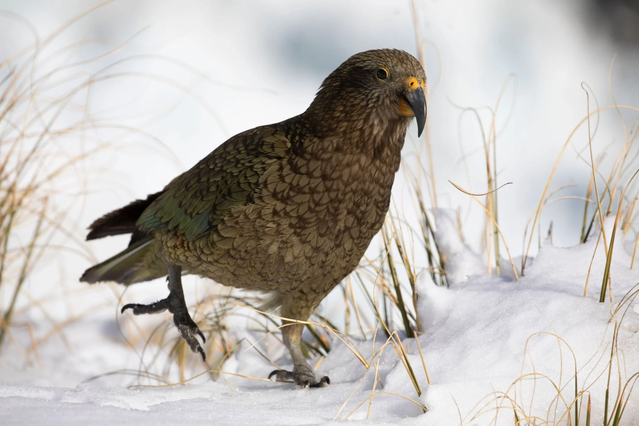 BBC Frozen Planet II - Kea