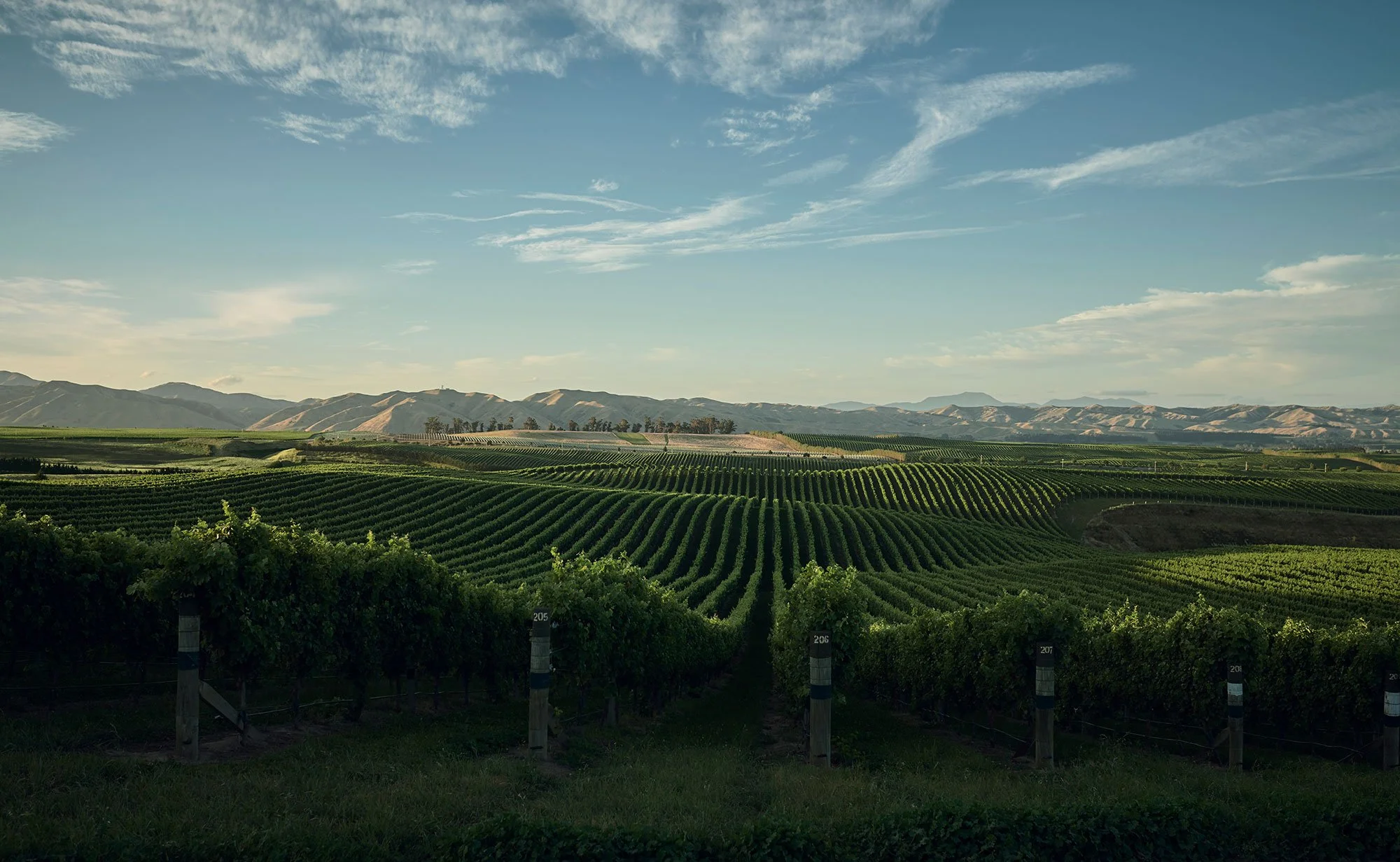 Vineyard rows stretching across a valley under blue sky with mountains in the distance.
