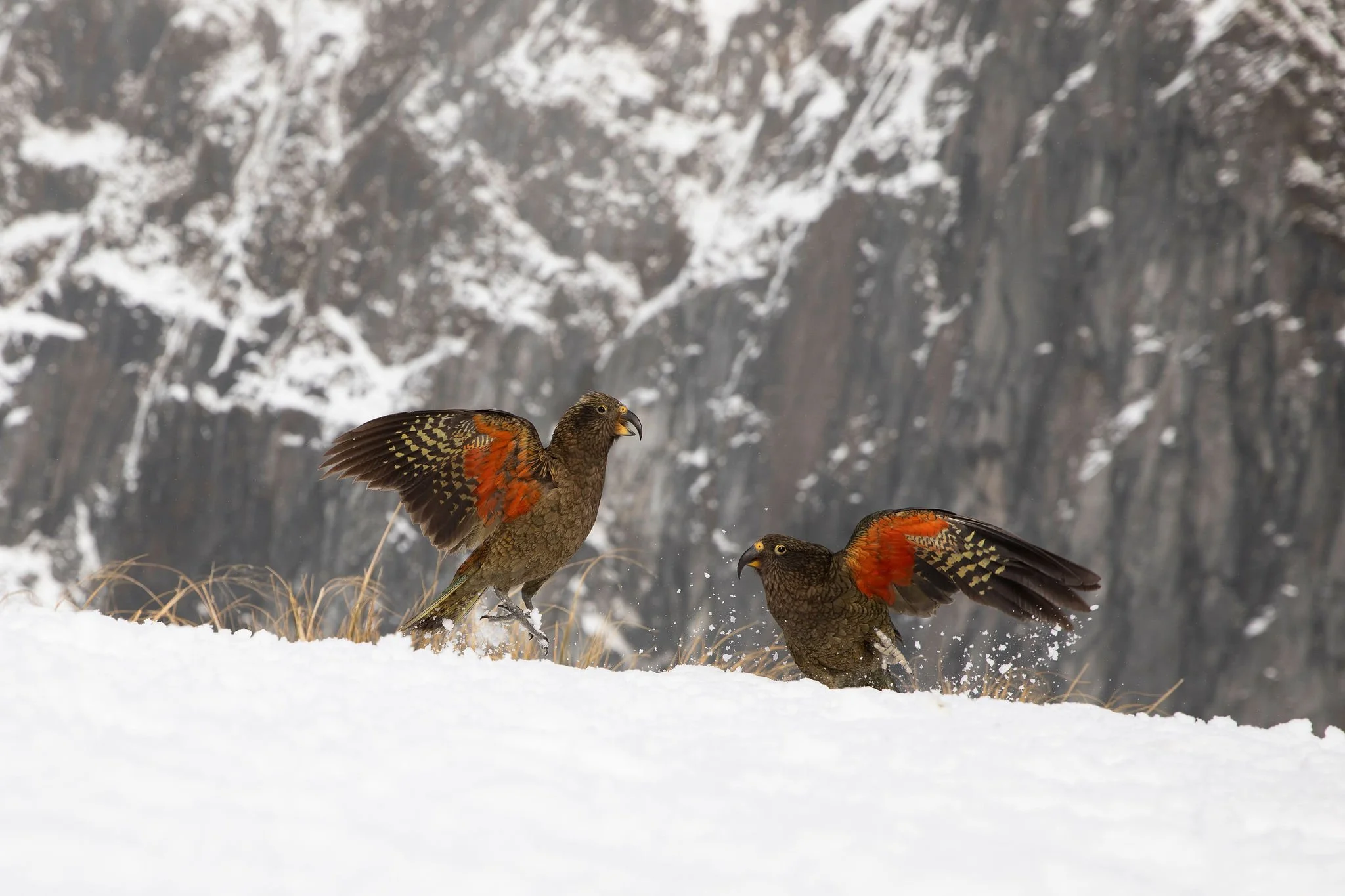 Kea birds moving across snow in front of a rugged alpine mountain backdrop.