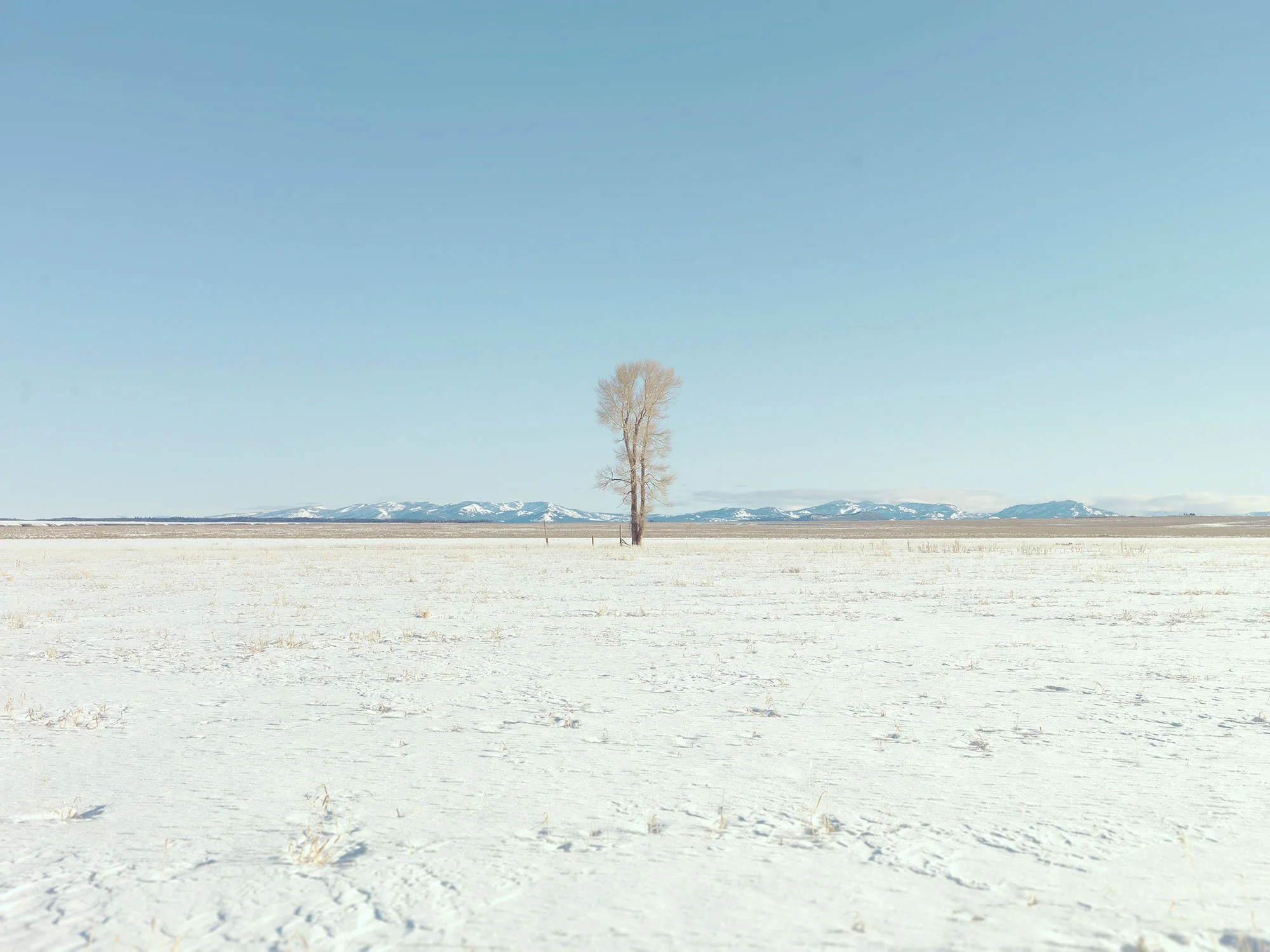 minimal snow scene with single tree