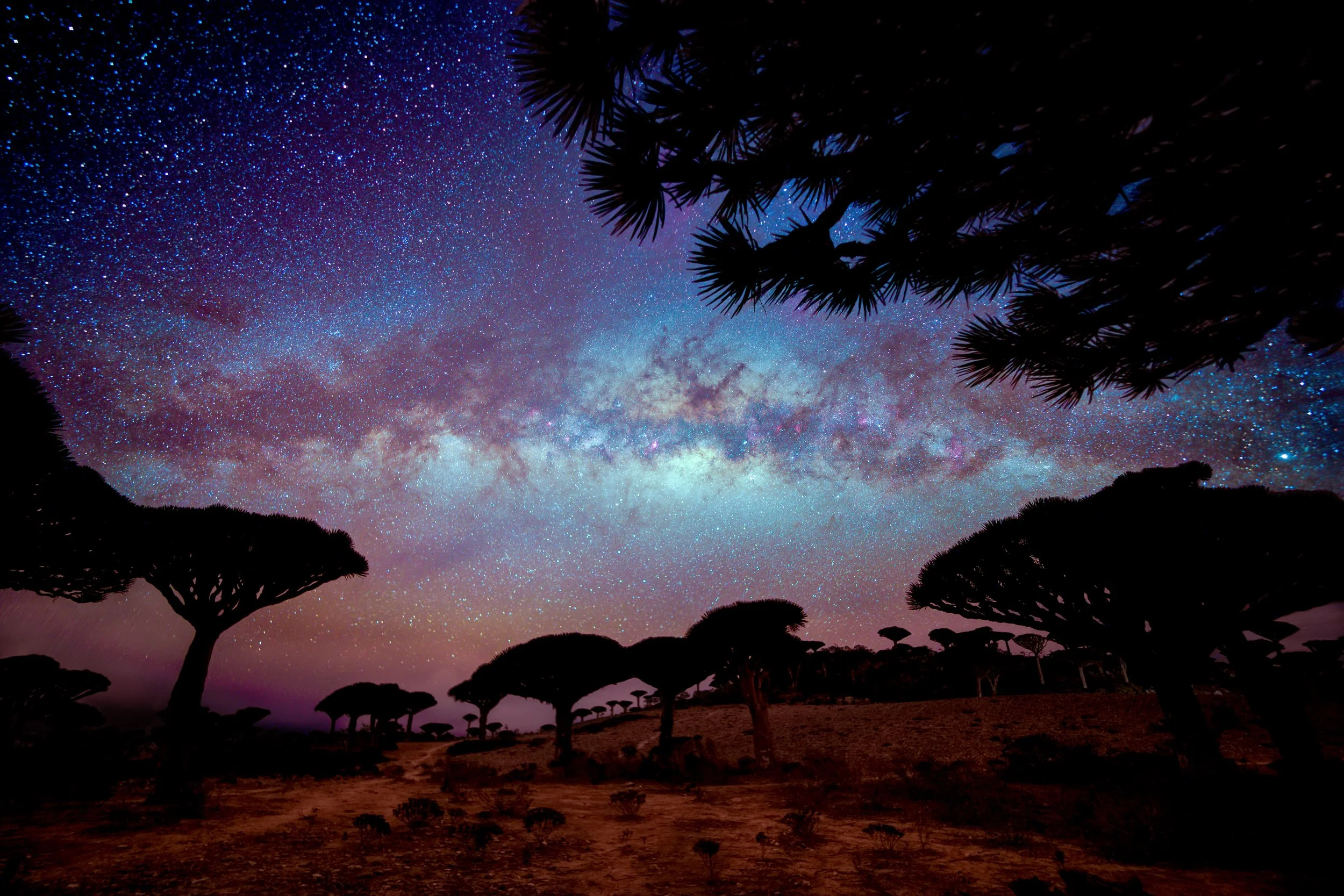 dragons blood trees socotra