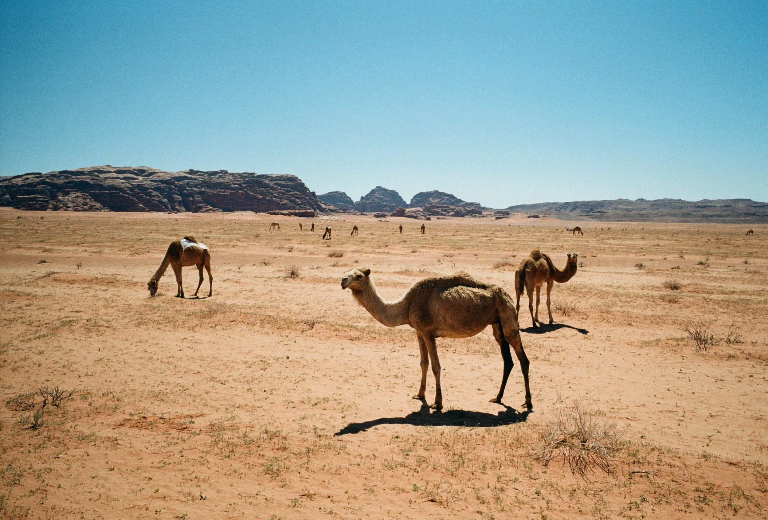 see wadi rum