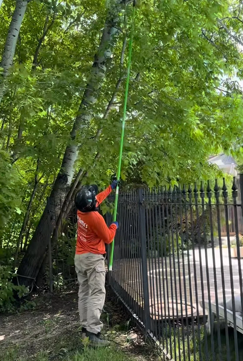 Man trimming tree