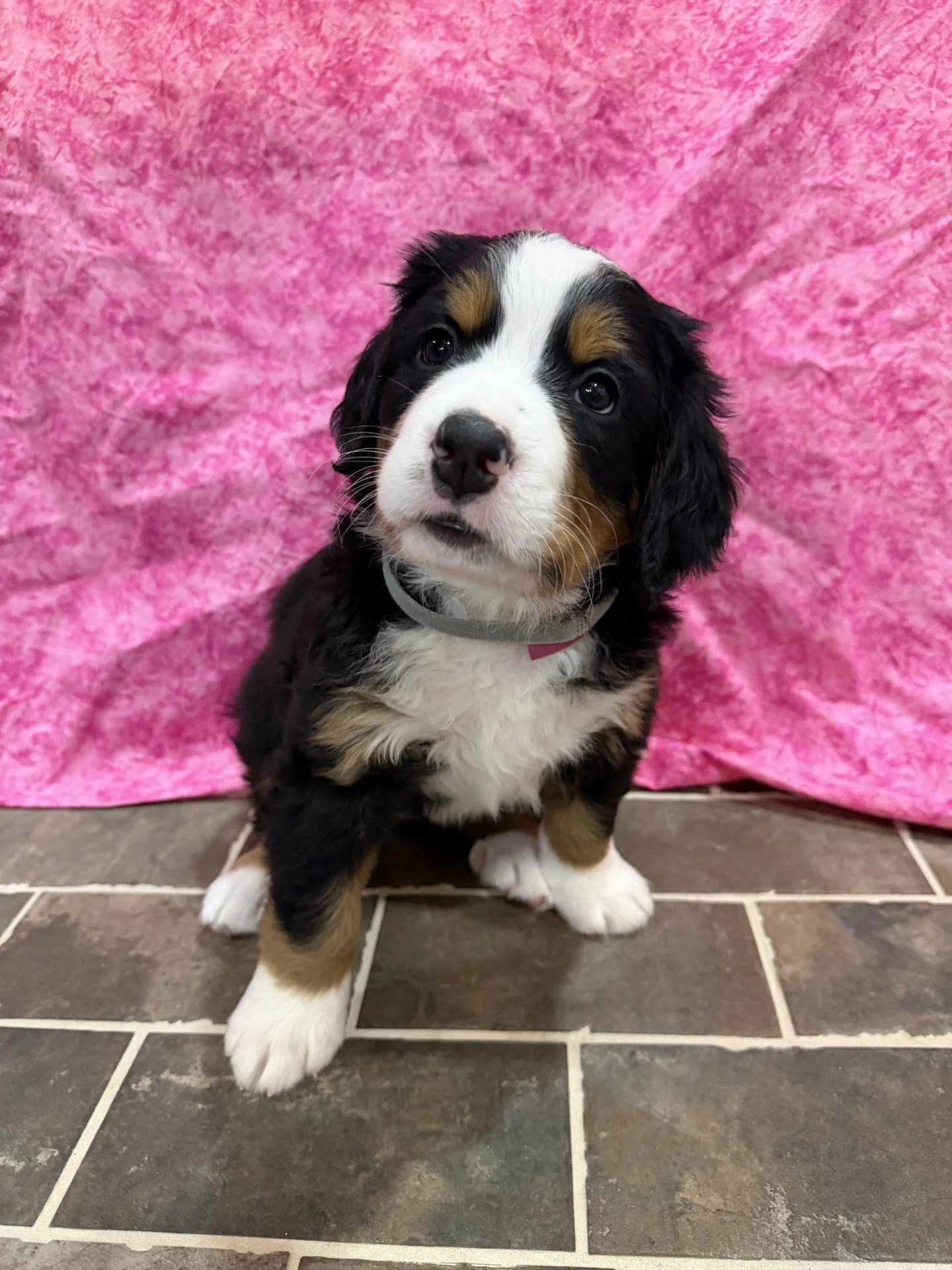 Rosie