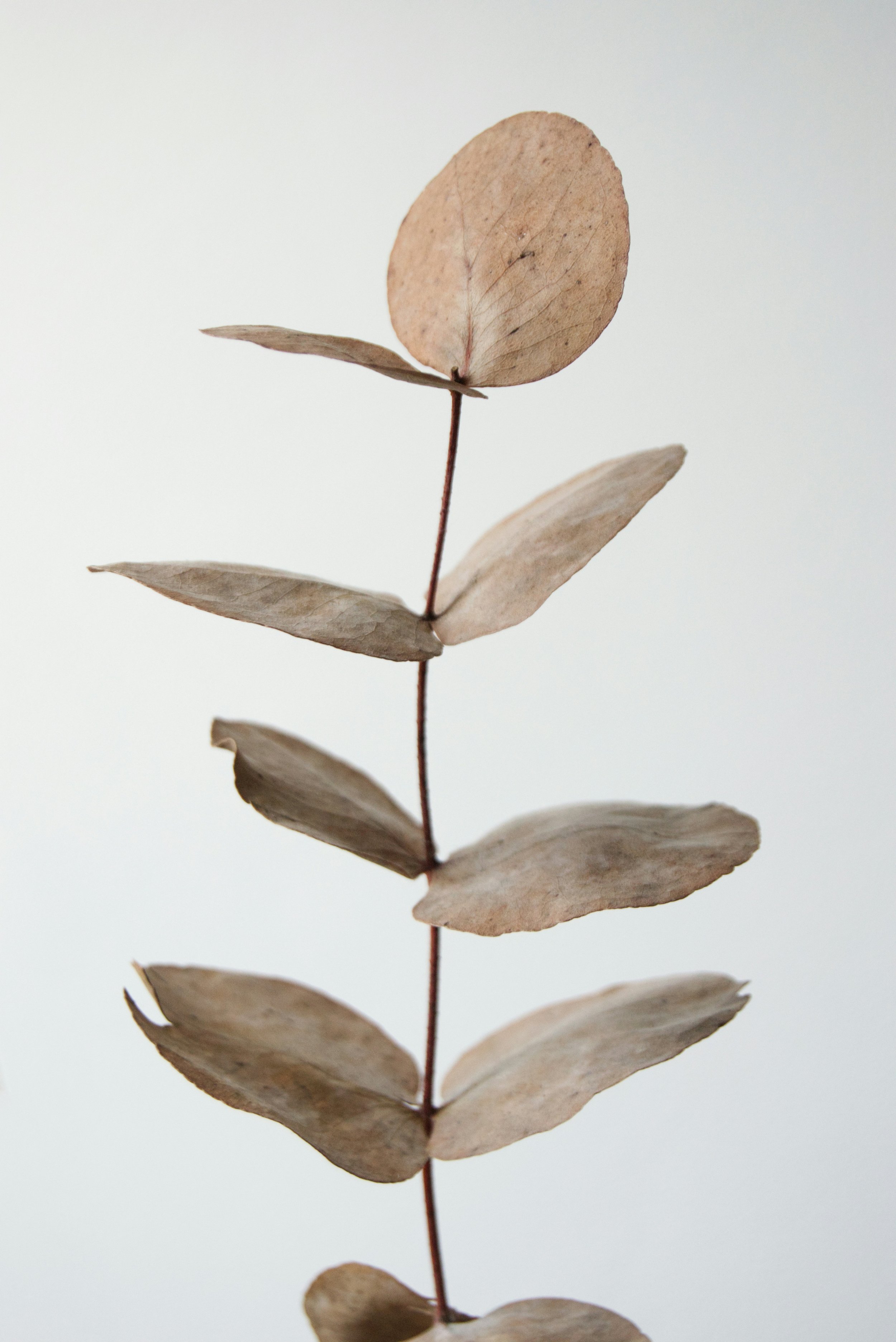 A close-up of a dried eucalyptus branch with several oval-shaped, beige leaves against a plain, light-colored background.