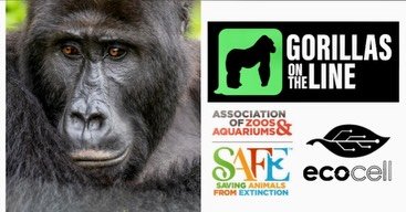 Glennwood Recycles for Gorillas &ndash; Through Sept 1, 2026
Ever thought your retired cell phone could protect gorillas? It can! Small gadgets contain coltan, a mineral sourced from gorilla habitats in Africa. By recycling these items, we lessen the