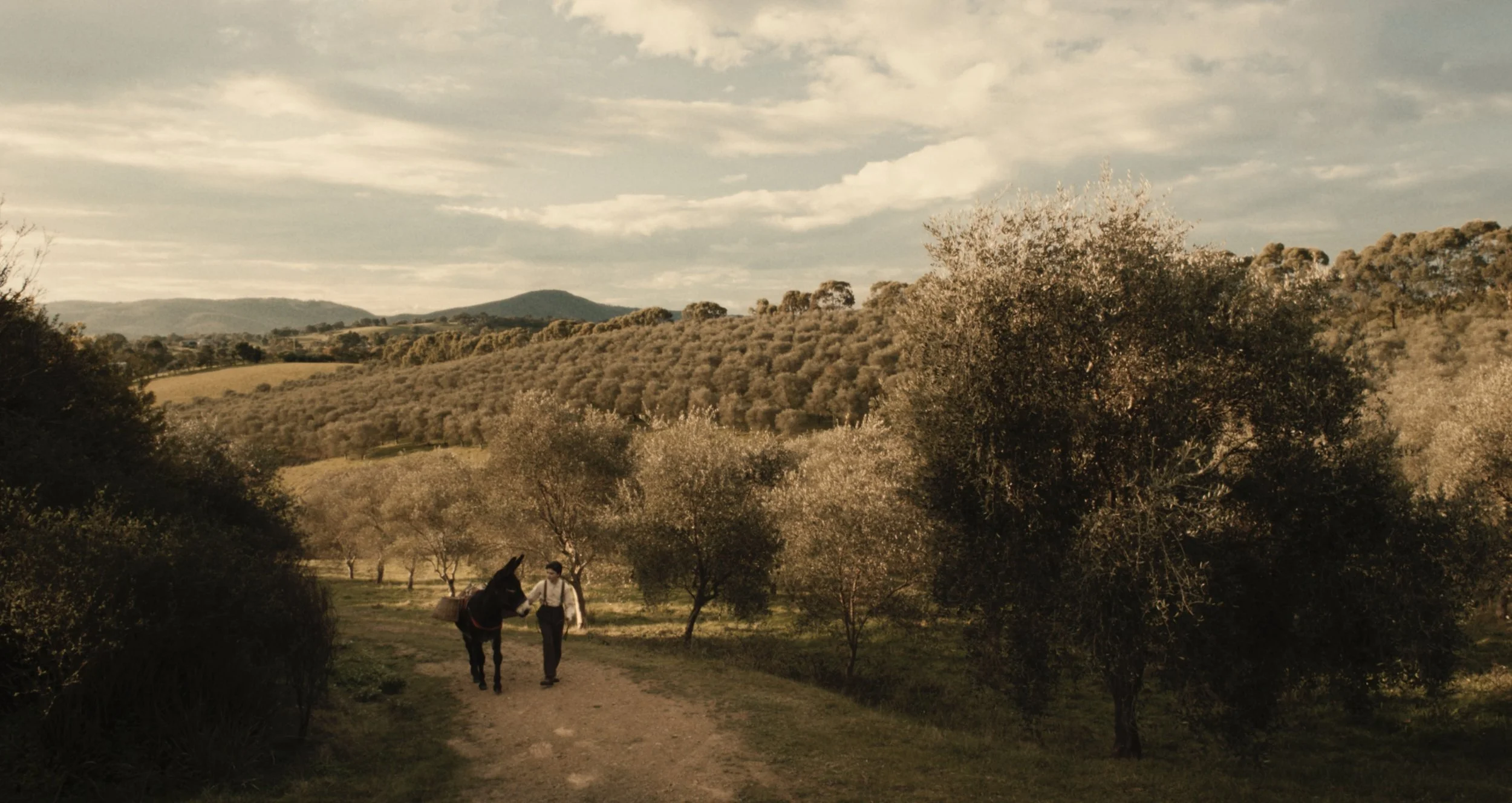 OLIVANI 'Forever Young'