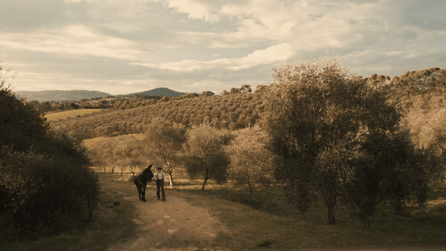 OLIVANI 'Forever Young'