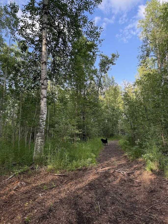 A trail created for access to a cabin in a remote area of the property.