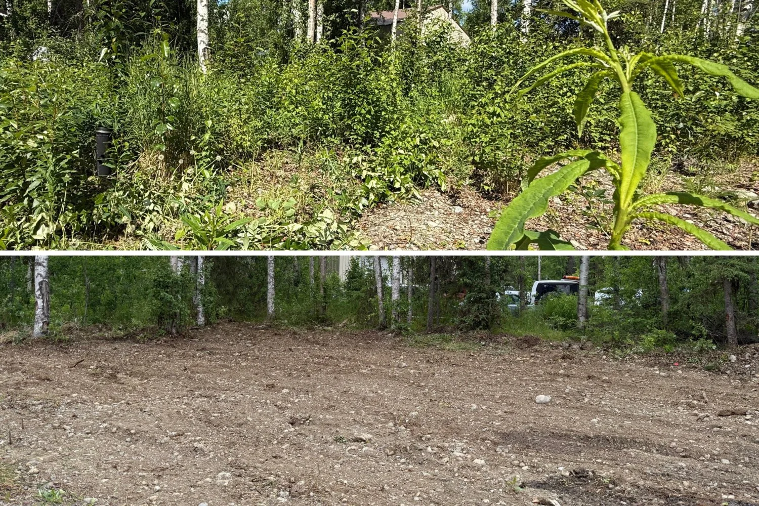 Split view of two scenes: Before and after view of an overgrown property area cleared of brush and vegetation.