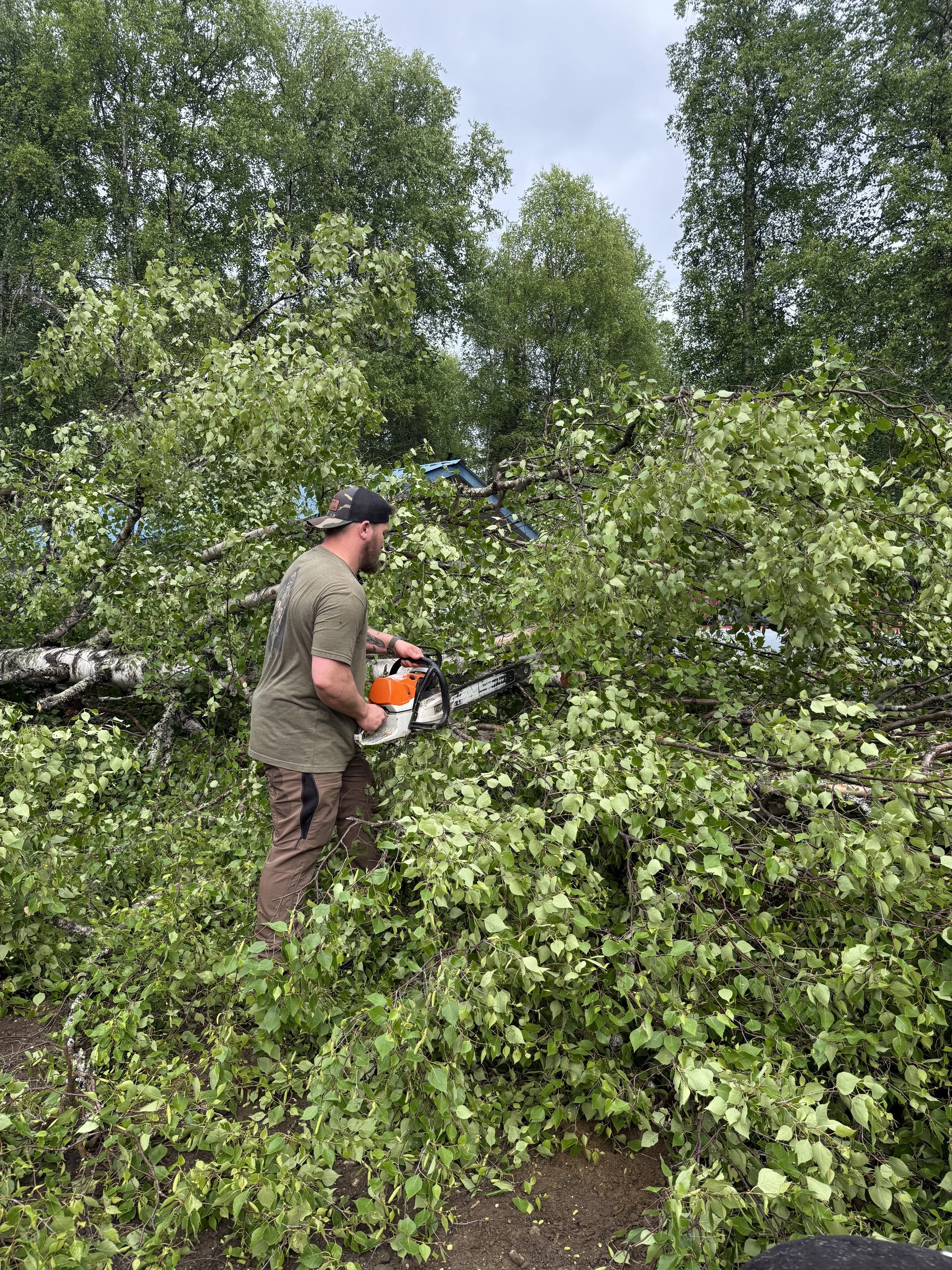 Cutting and removing a fallen tree during a property clearing project.