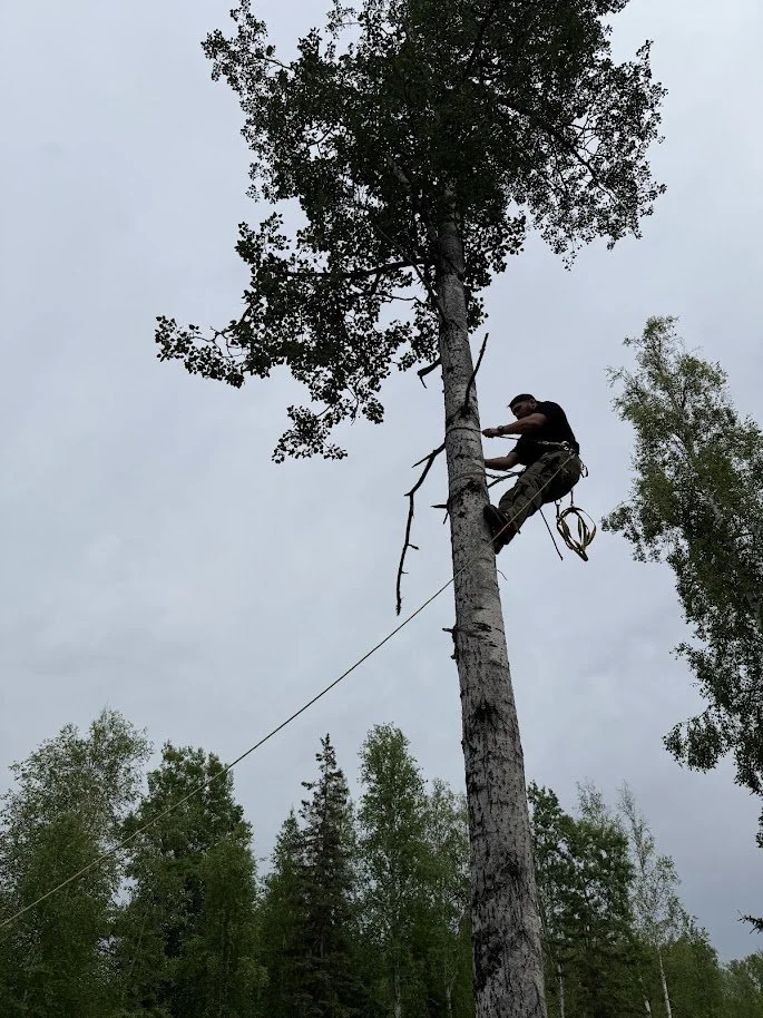 Climbing and working on a tall tree using climbing gear to trim branches and prepare for tree-cutting.